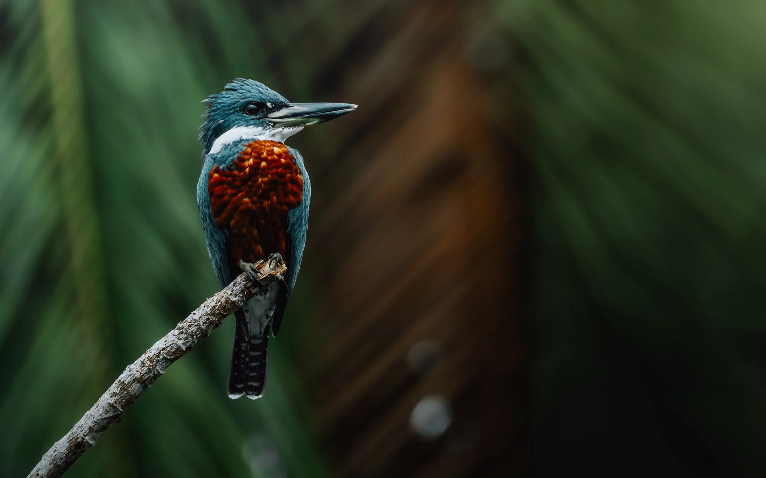 kingfisher-2.jpg