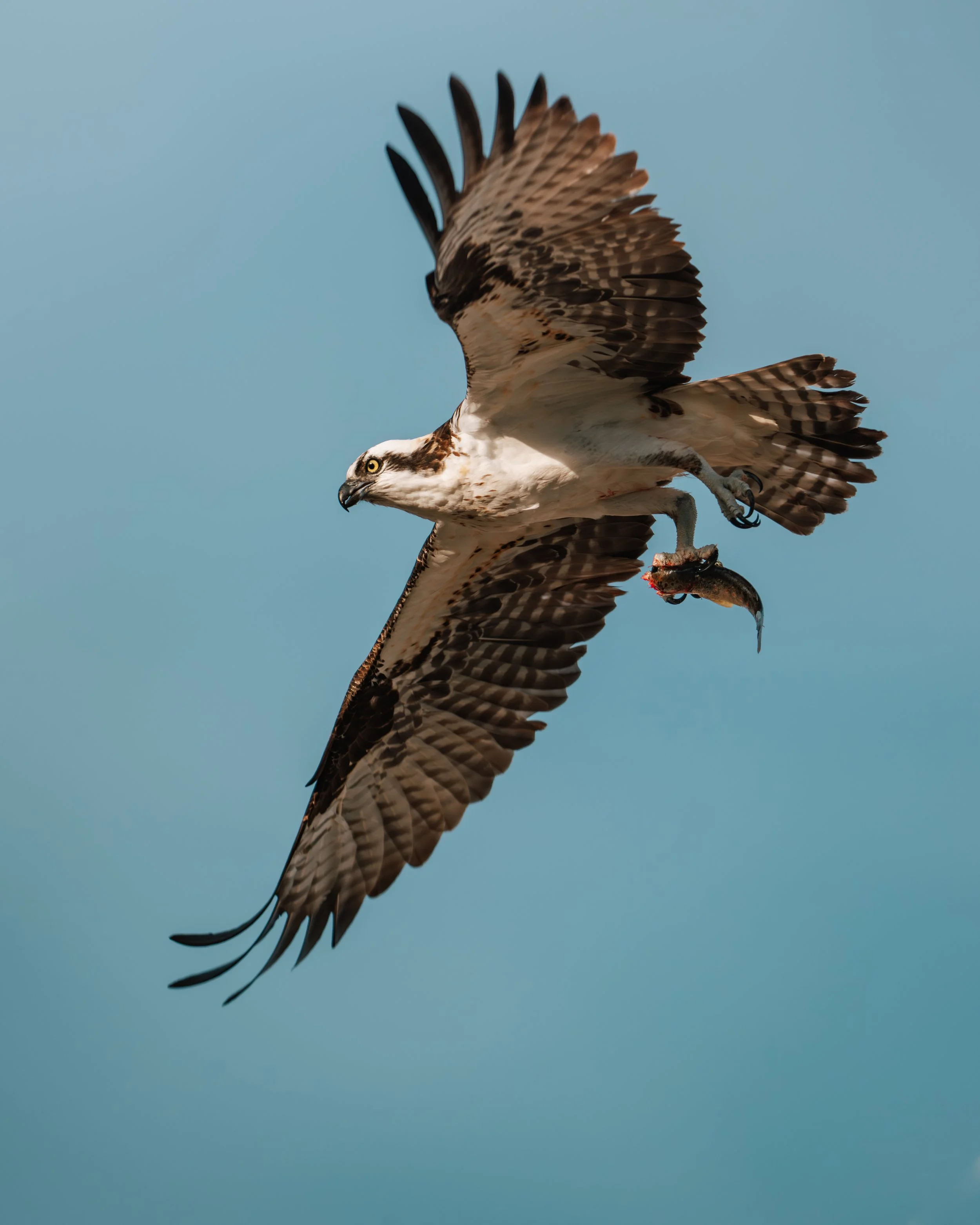 osprey-3.jpg
