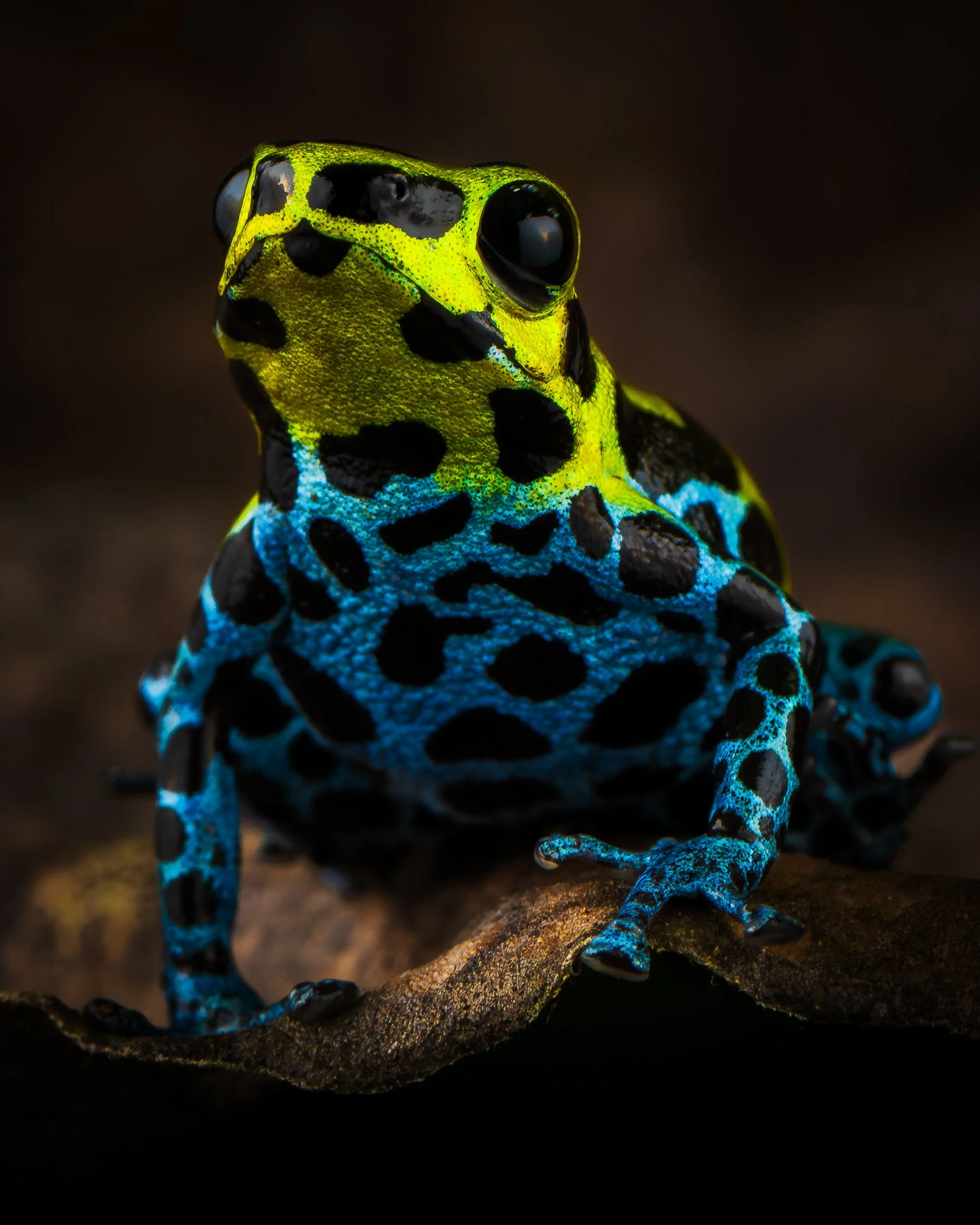 southernvariabilis-4.jpg