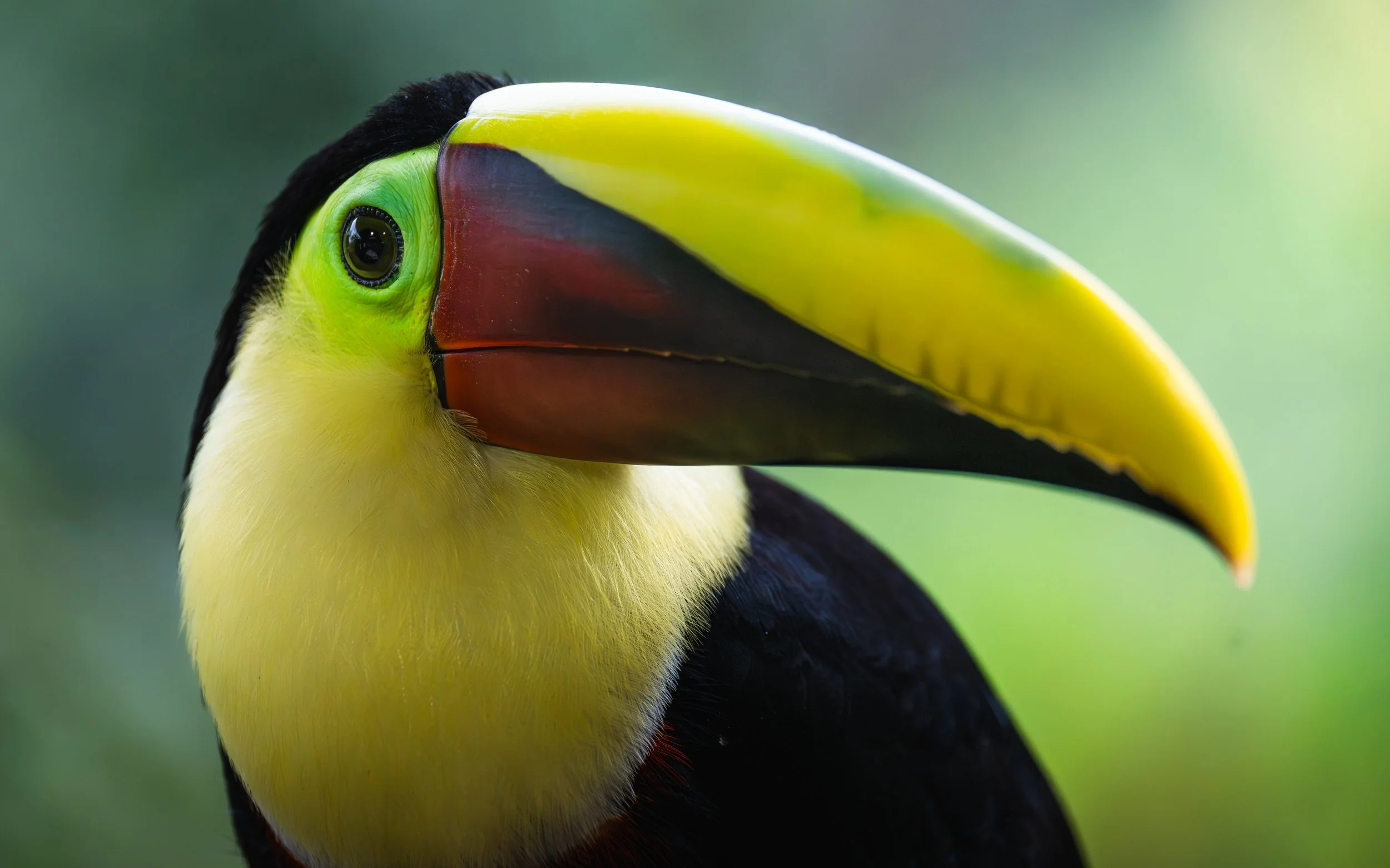 toucan.jpg