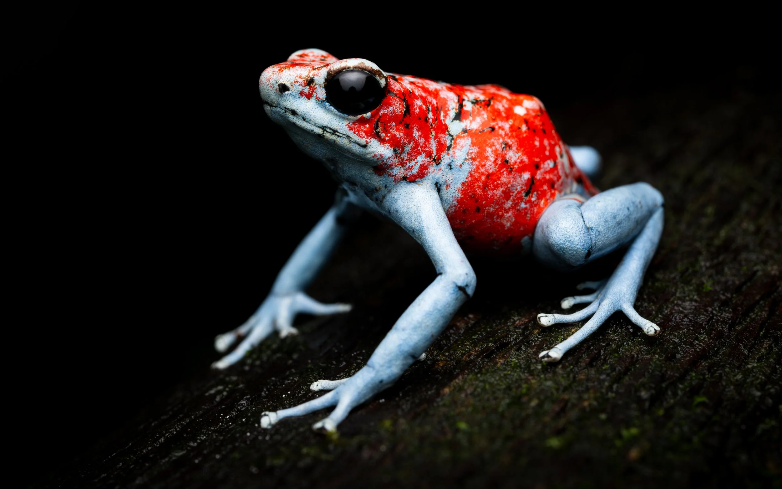 Koi.jpg