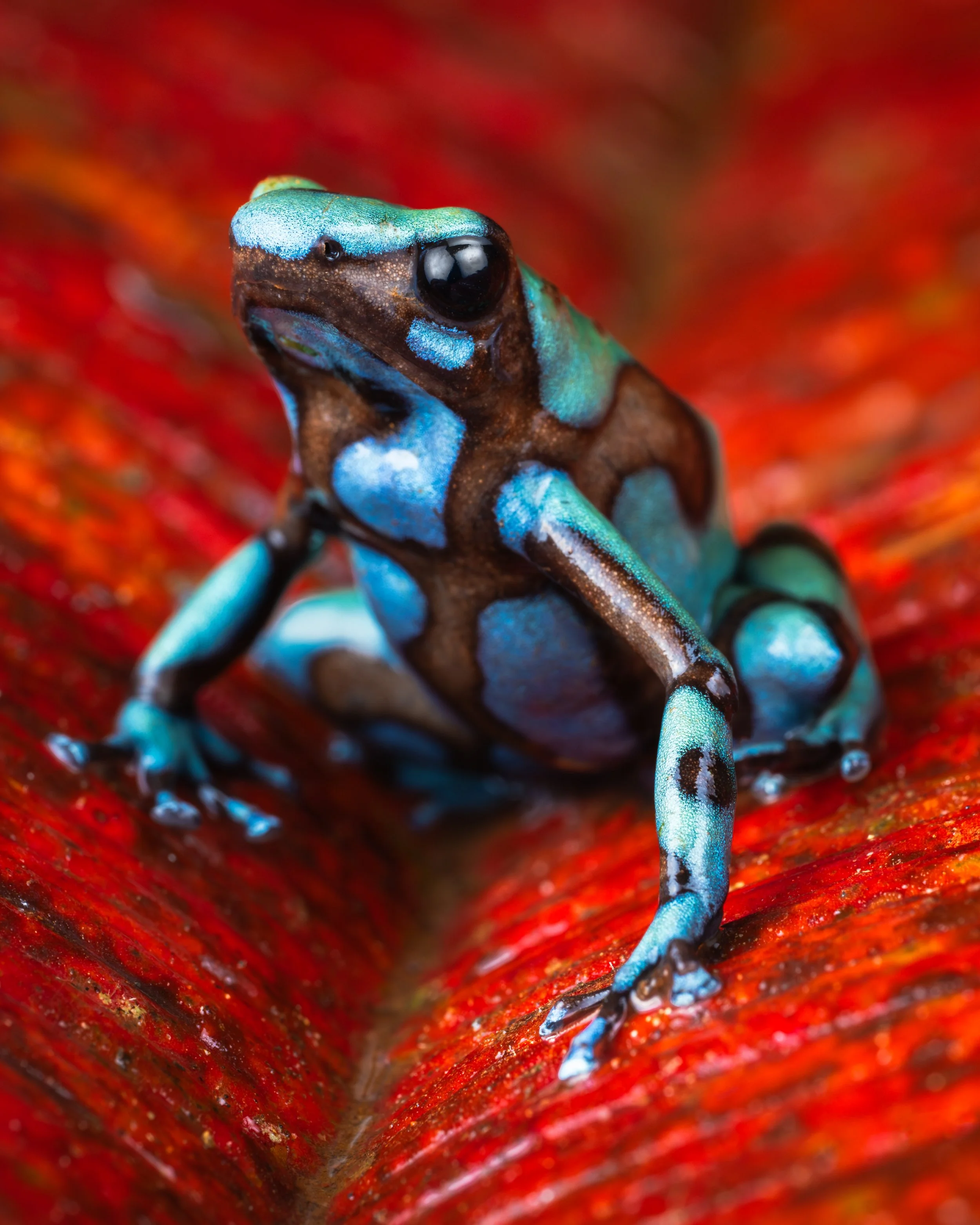 auratus-2.jpg
