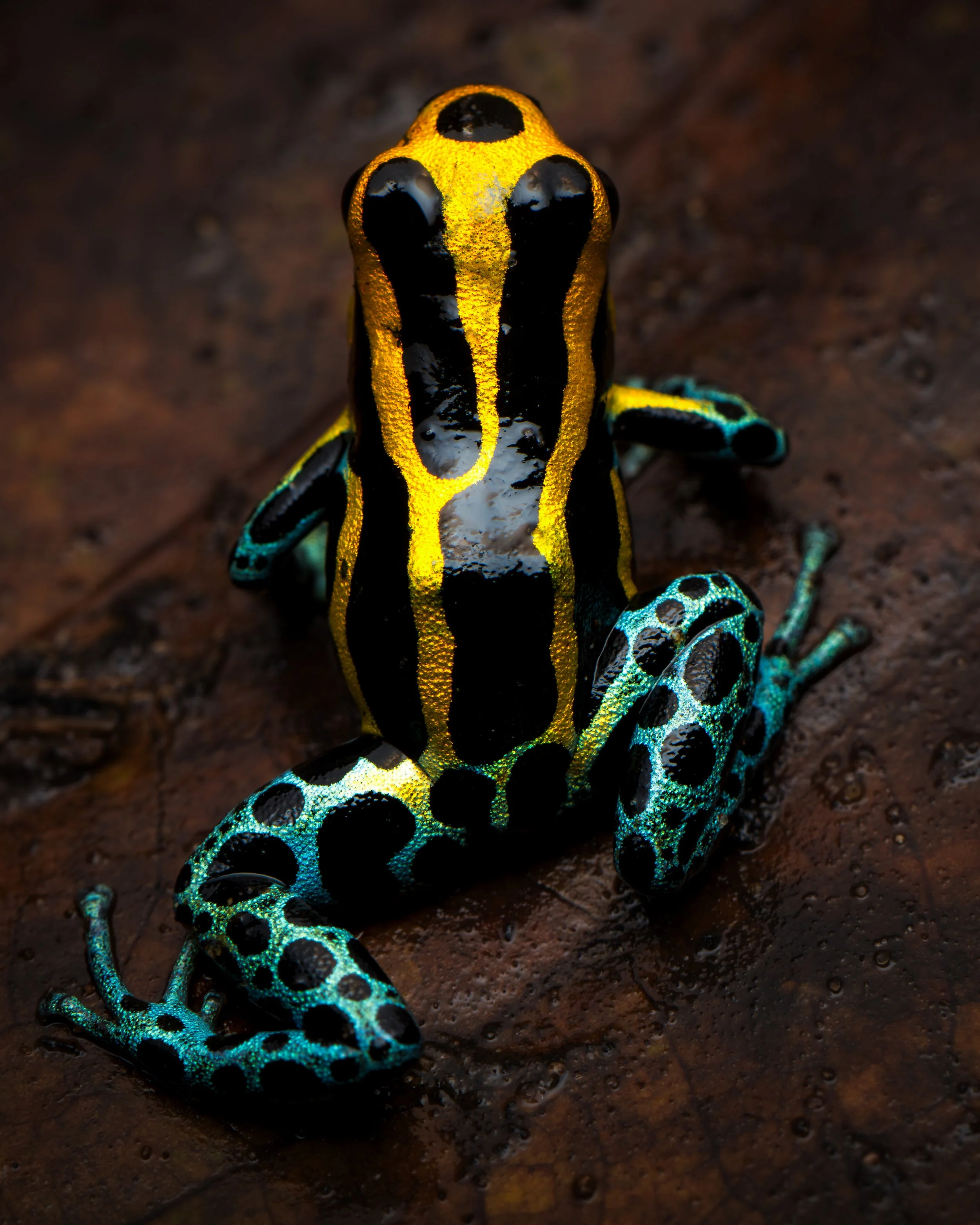 Peruviangold variabilis.jpg