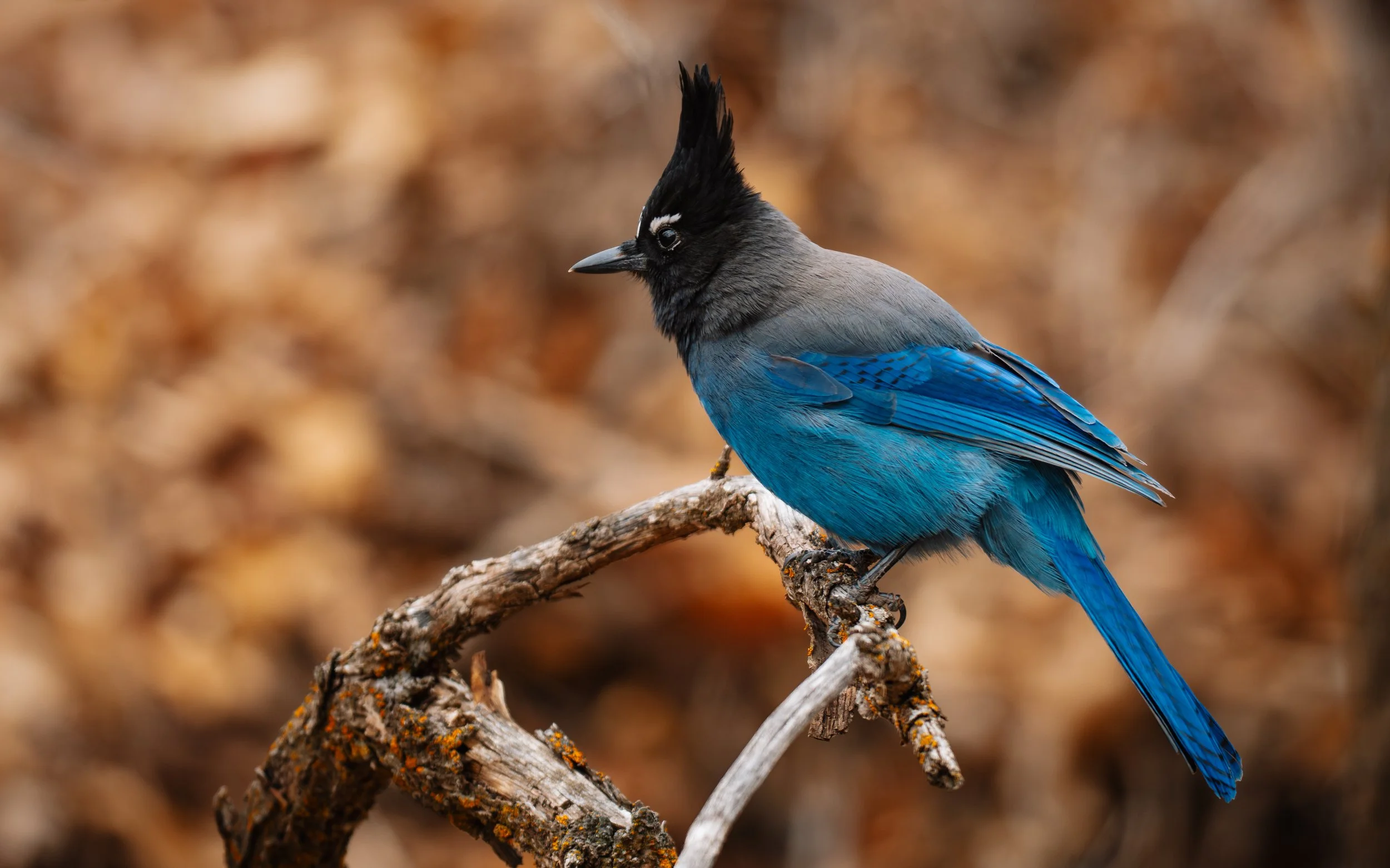 stellarsjay.jpg