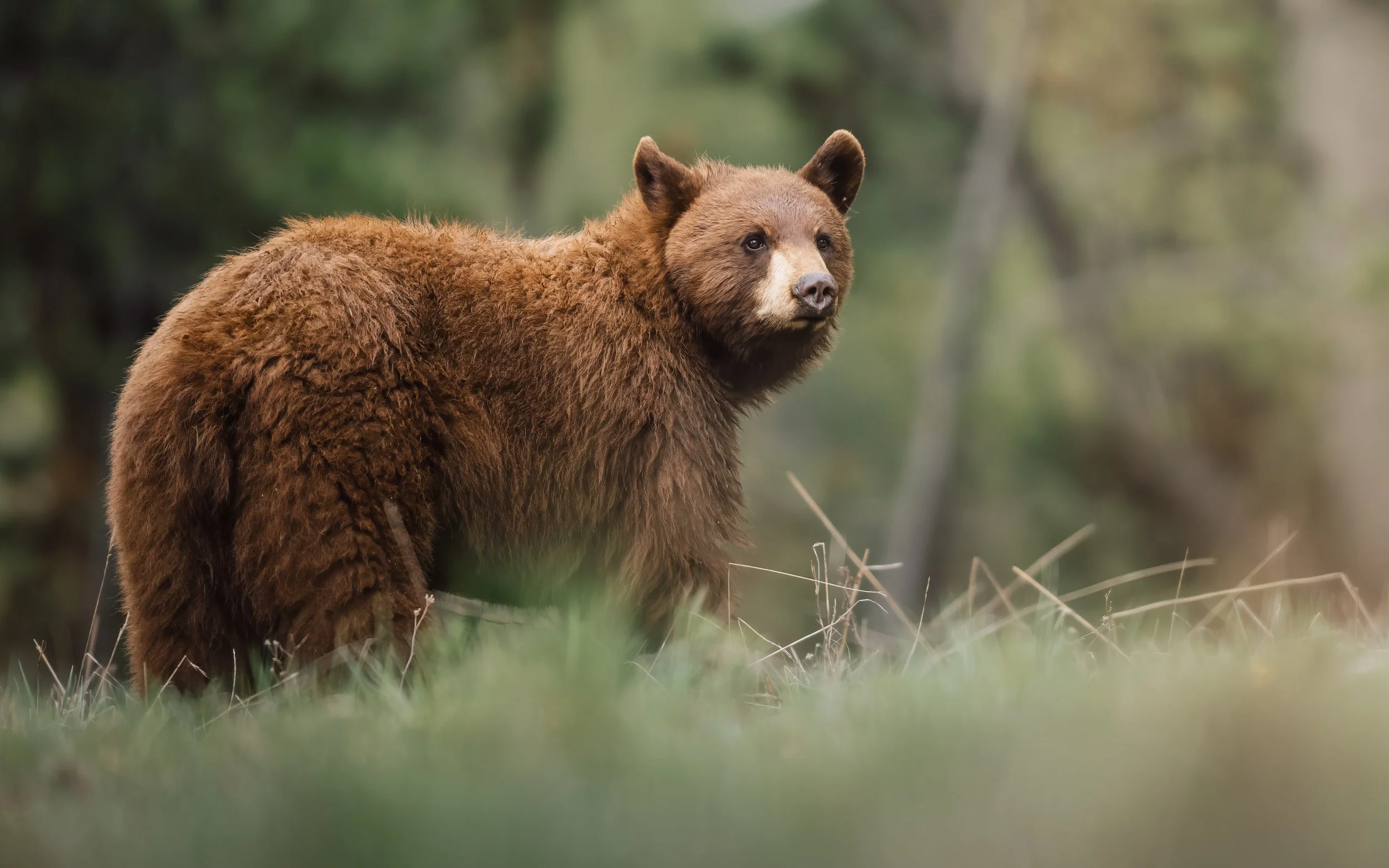 blackcinnamonbear.jpg