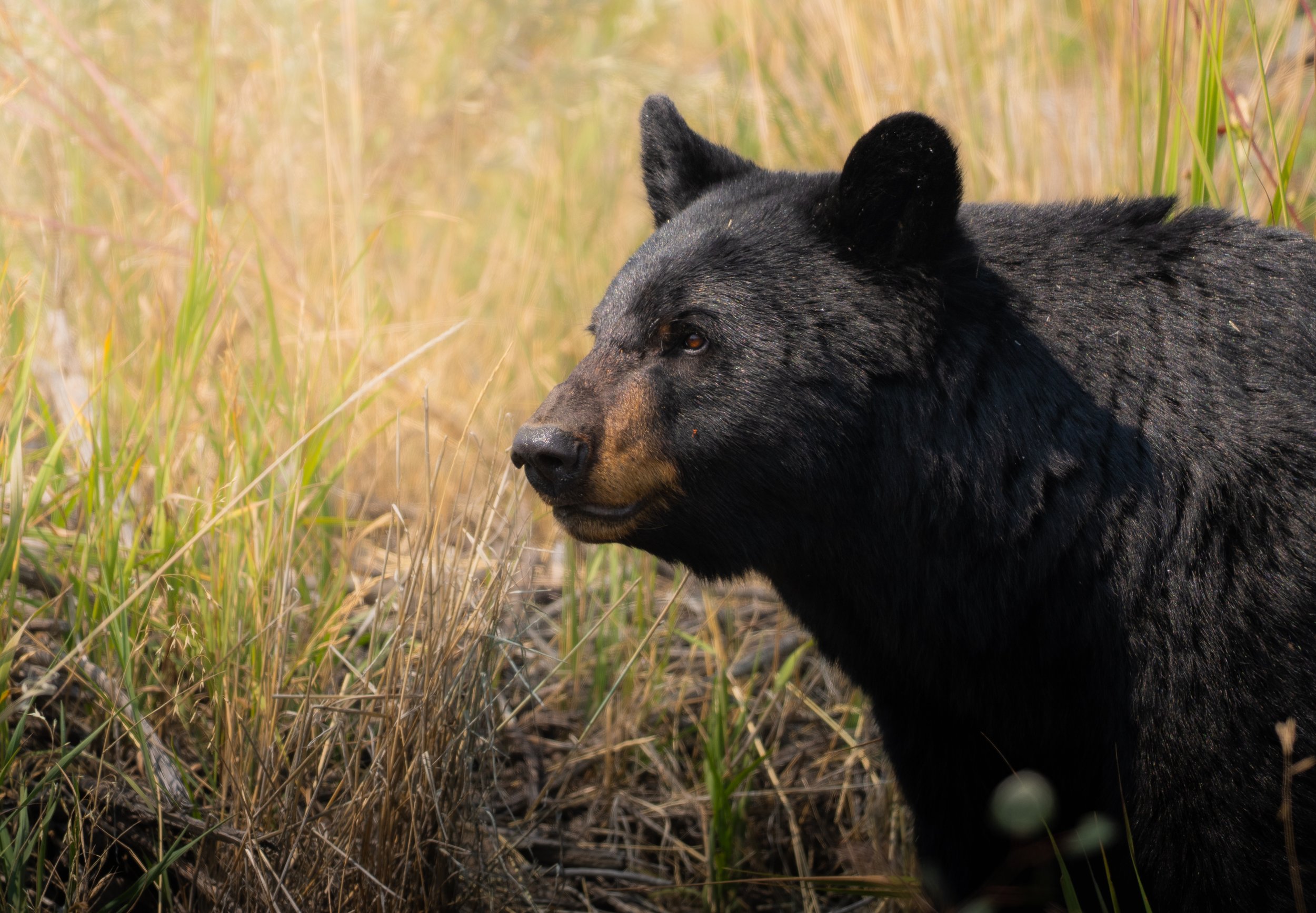 BlackBear.jpg