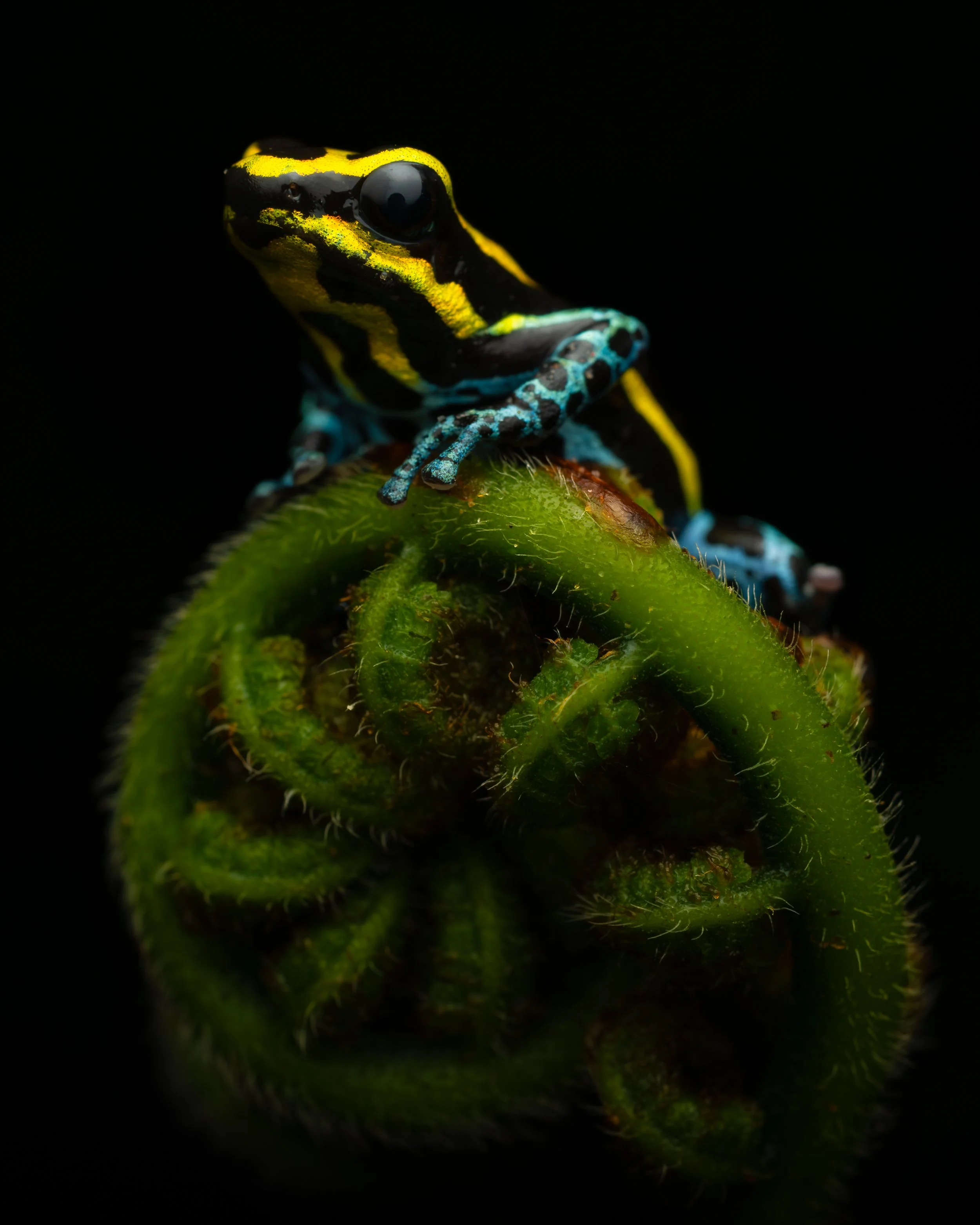 lowlandvaribilis.jpg