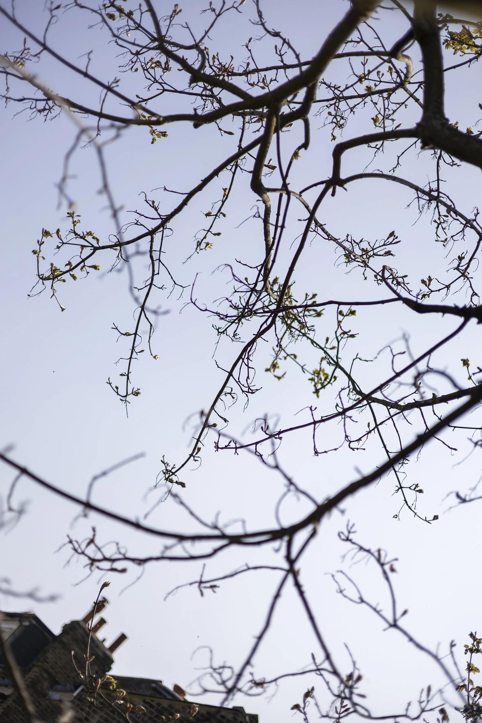 Mitchell, 7: This is my safe space, sitting in the branches, looking out over all the houses and feeling as free as a bird.