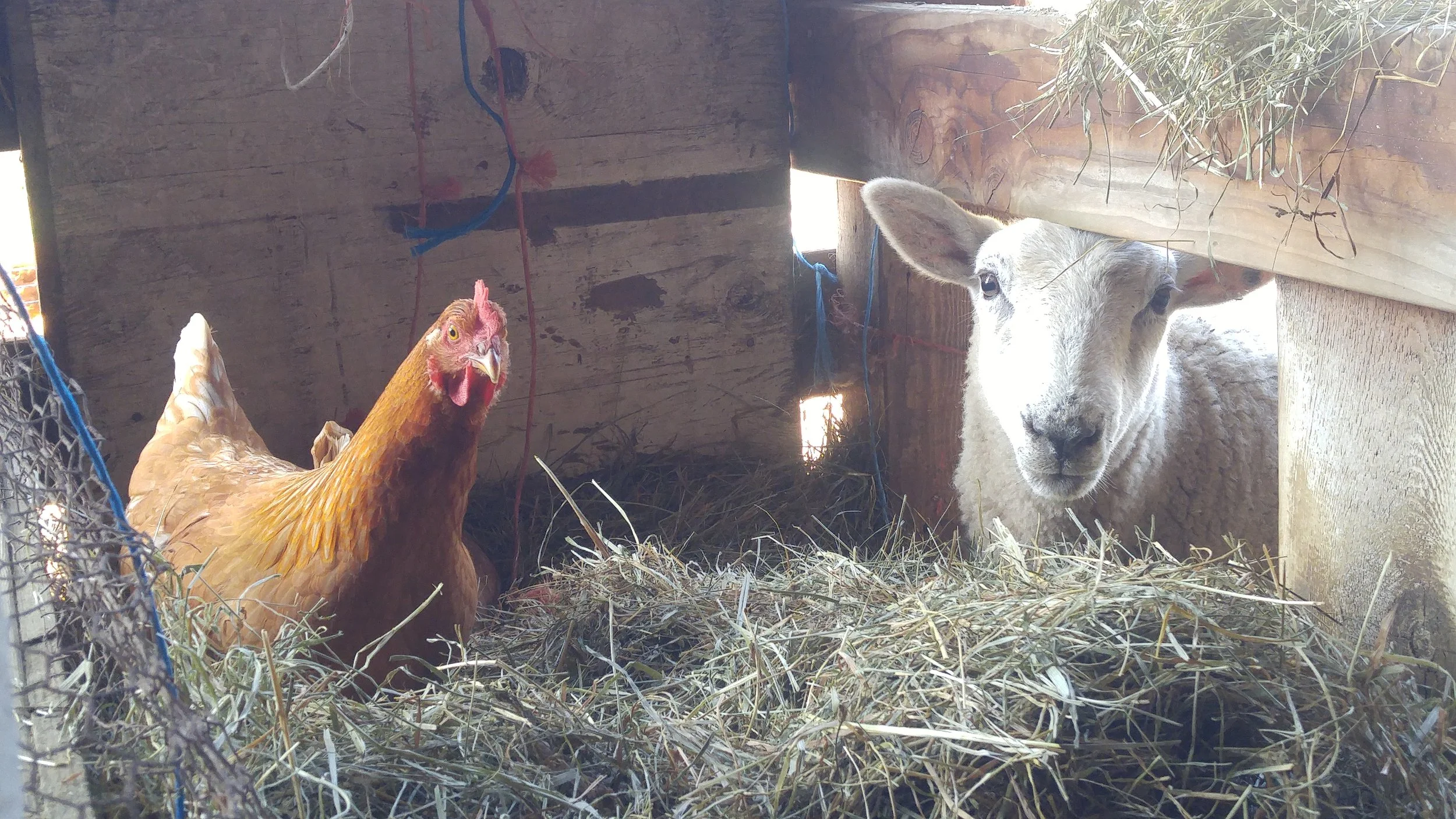 A hen and a sheep inside a wooden enclosure with hay in the feeder, telling us hello!