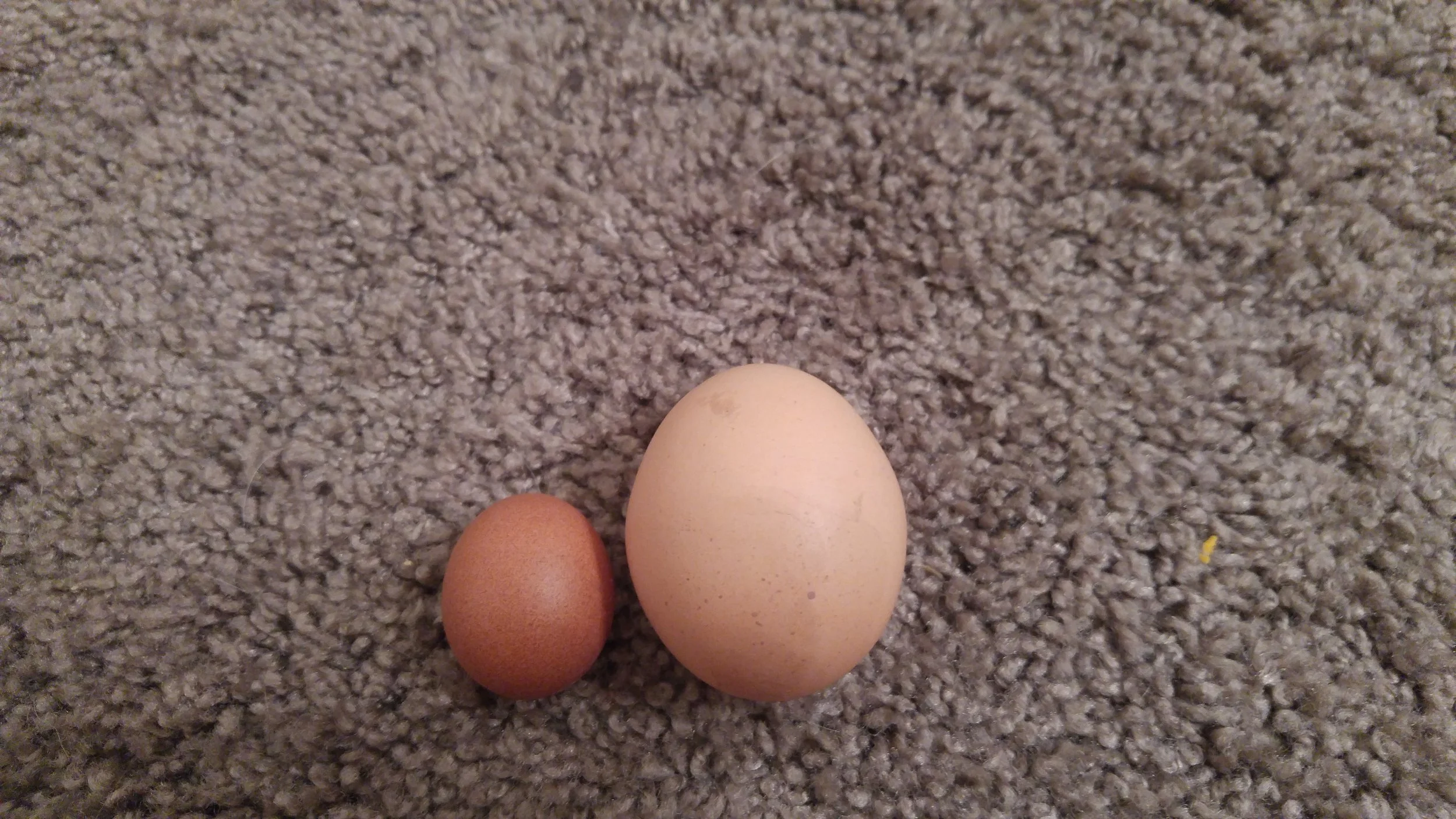 Your Carton of Eggs Looks Nothing Like the Store’s…and that’s a good thing!
