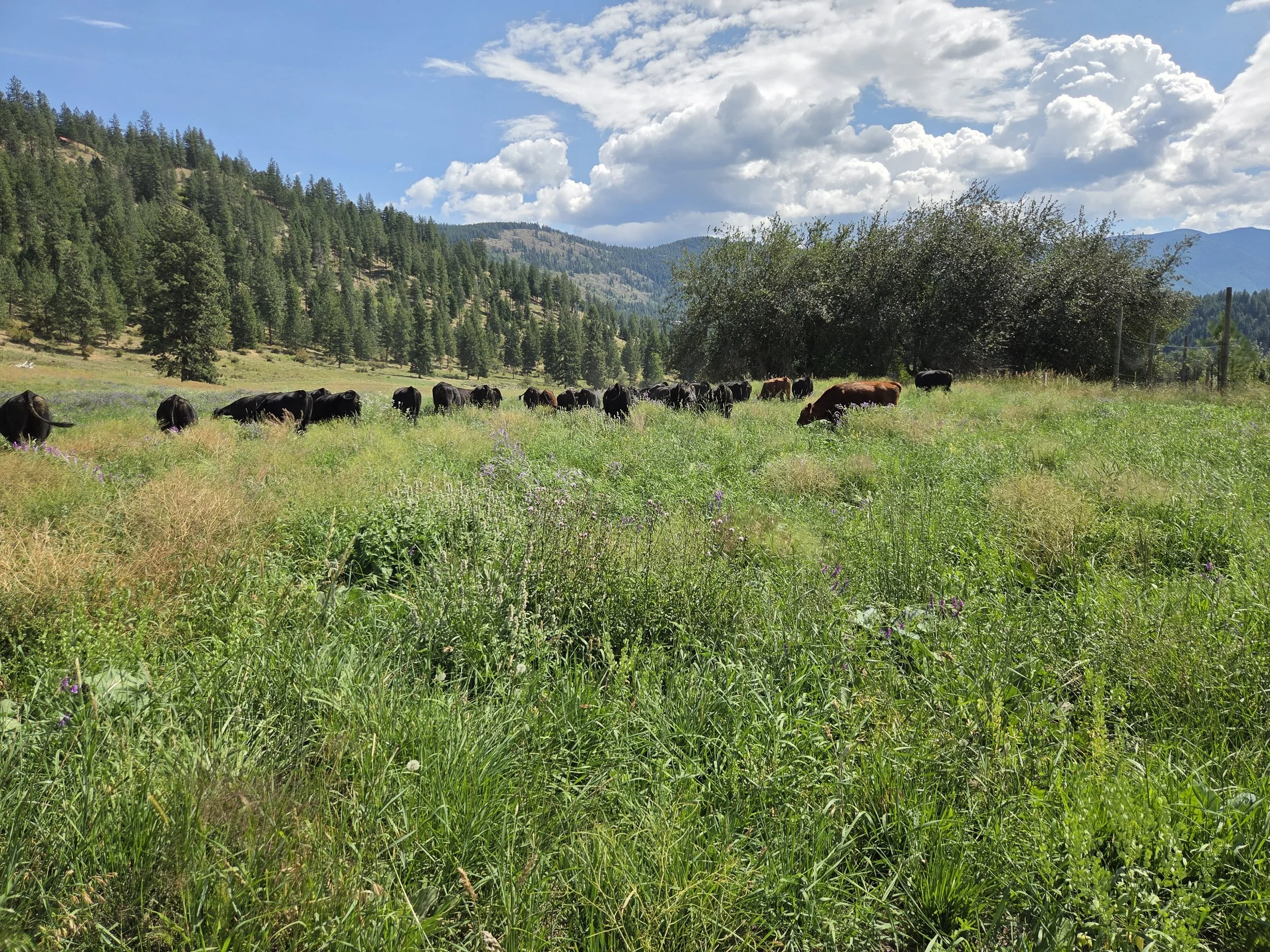 Cattle grazing on a diverse, soil-building cover crop mixture in a meadow with mountains and forests in the background under a partly cloudy sky.