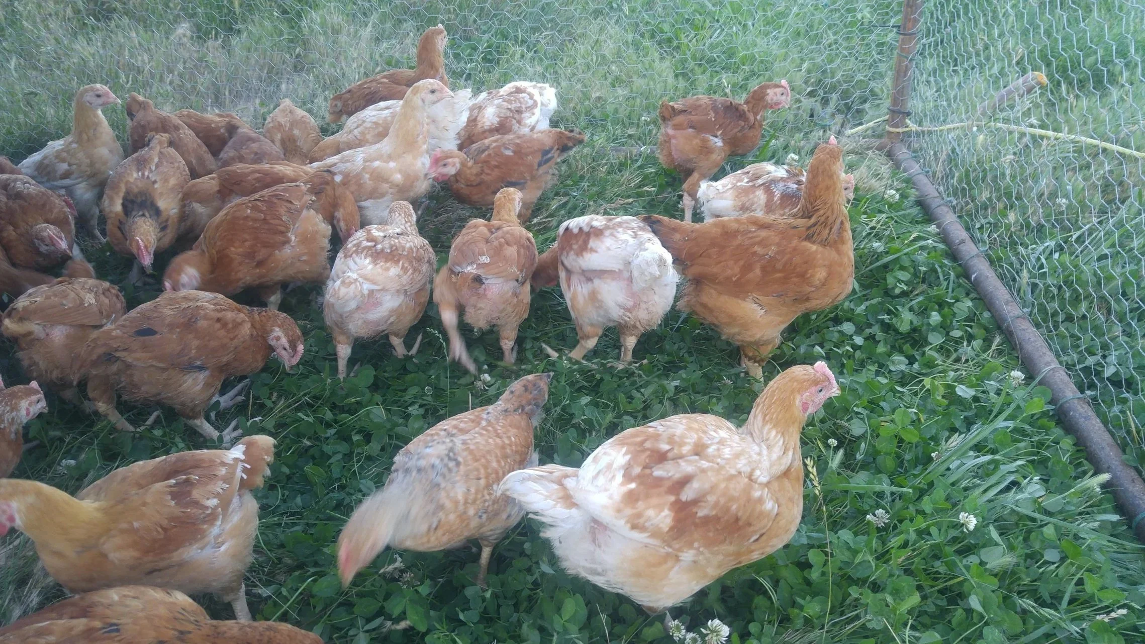 Broilers (meat chickens) enjoy diverse, nutritious vegetation, resulting in more nutrient-dense meat.