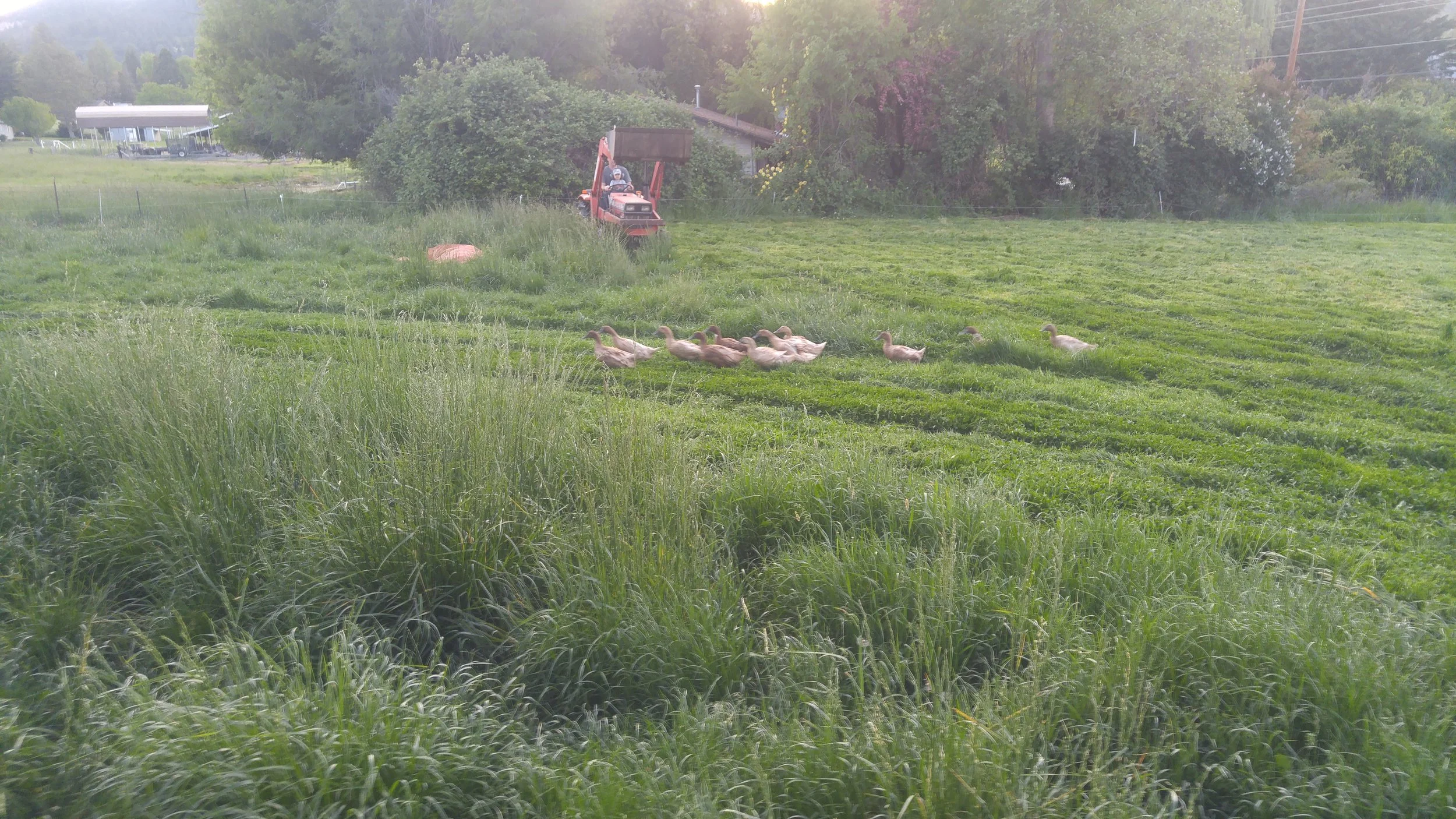 A field with green grass and a group of laying ducks walking across it, with trees and a tractor in the background. Ducks enjoy travelling in groups across the pasture looking for snails and slugs!