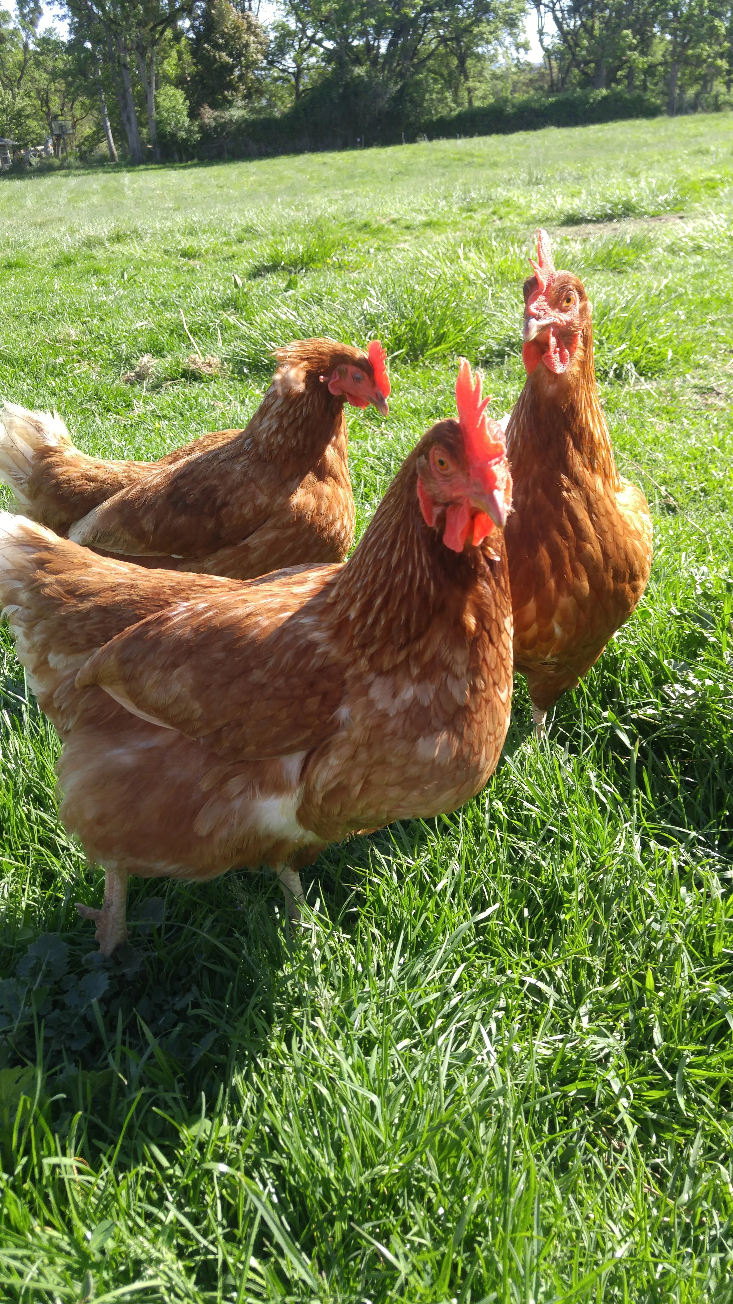 Laying hens on healthy green pasture for more nutritious eggs.