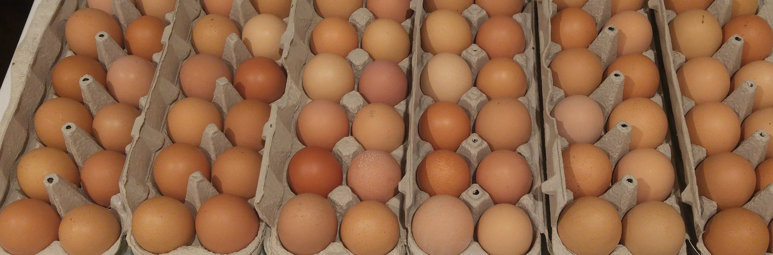 Eggs from TRULY pastured chickens!