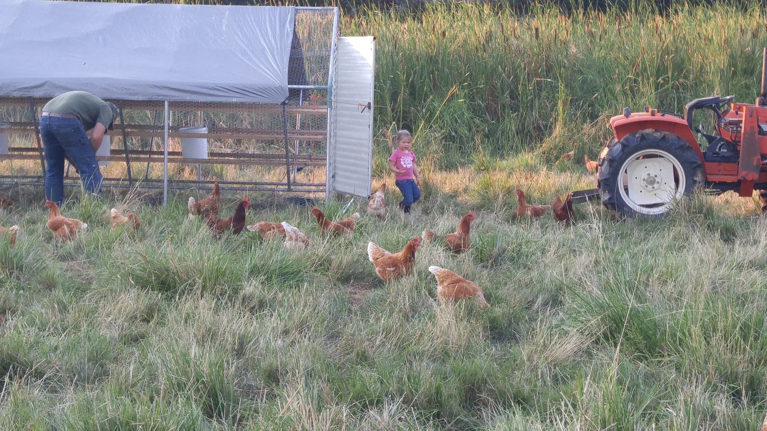 Little girl in a pink shirt and blue jeans standing among chickens in a grassy field, with a man working on a chicken coop nearby and a red tractor on the right side. We've been doing pastured poultry the right way for years!