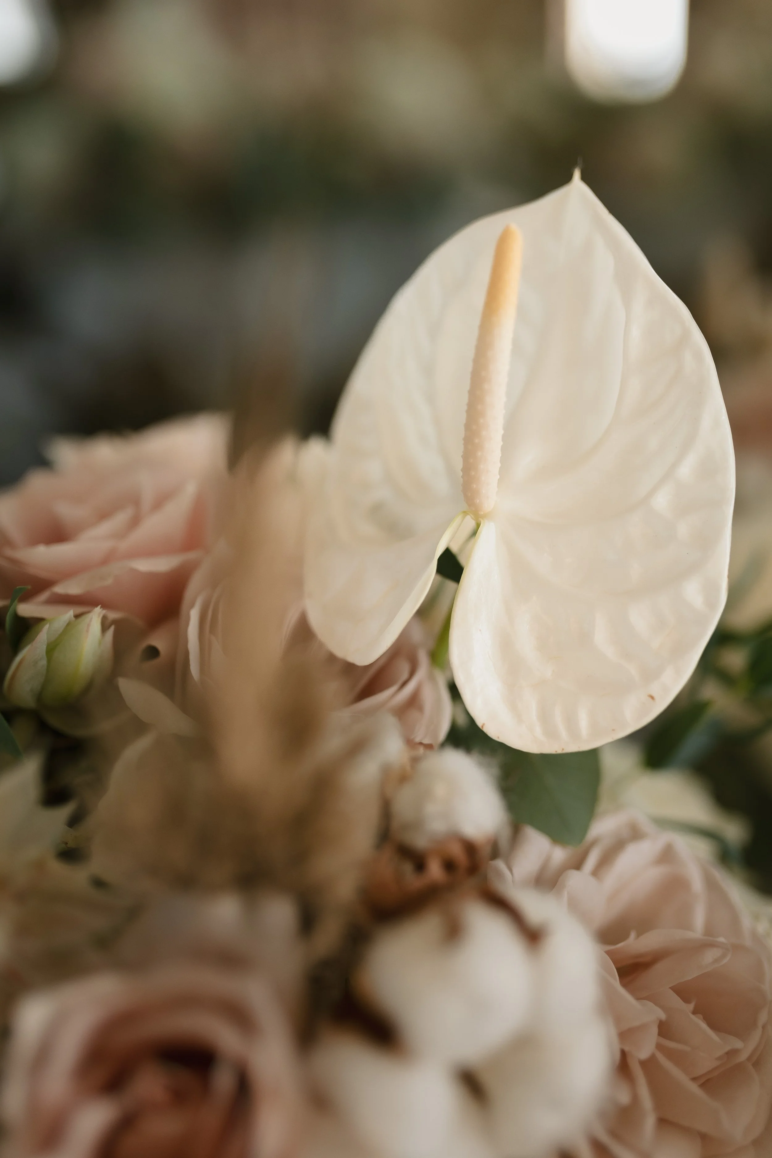 Close-up of an anthurium flower with a creamy white spadix and heart-shaped spathe, surrounded by light pink roses and greenery.