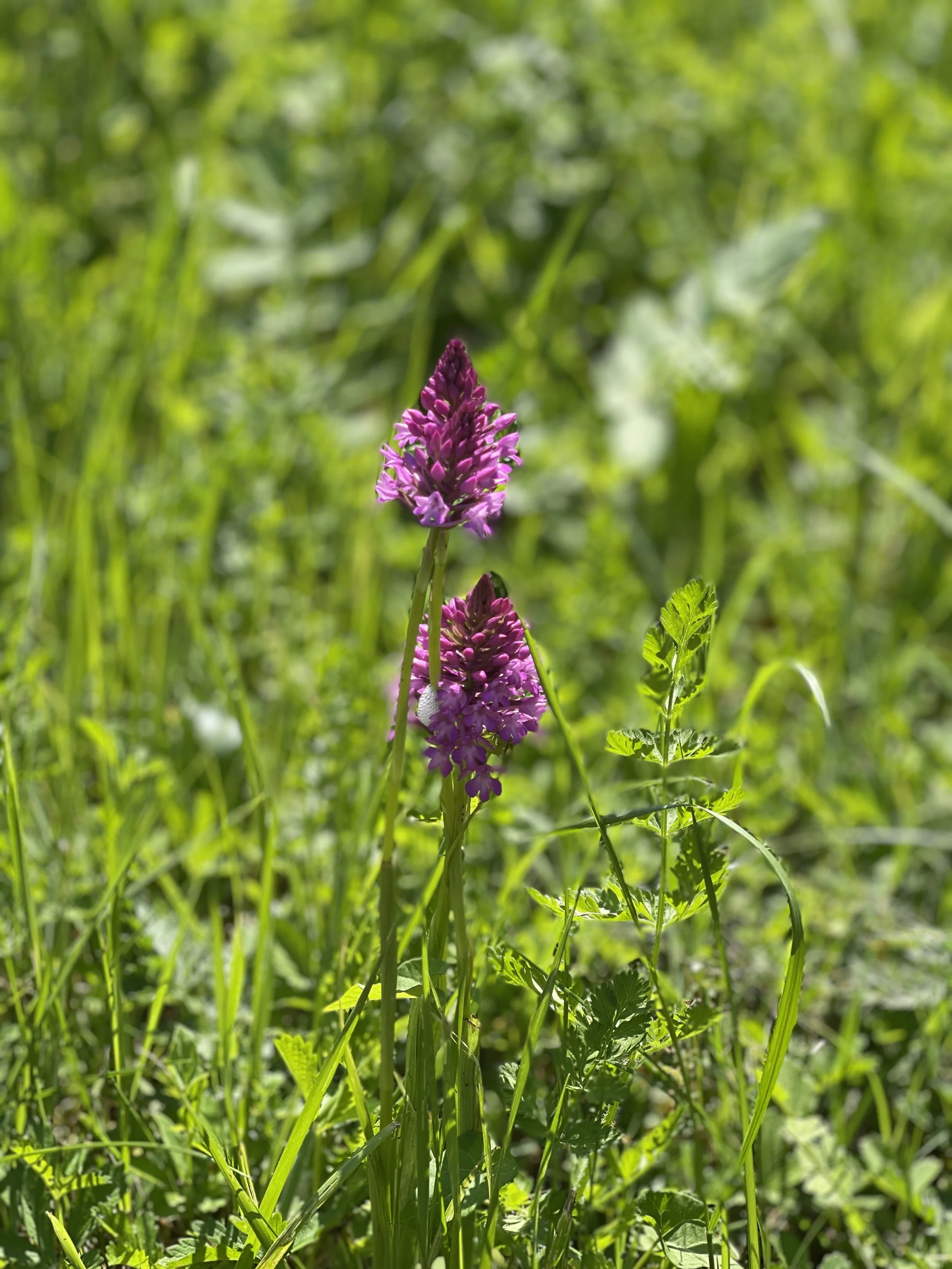 Close-up of purple wildflowers in green grass with a blurred background of green foliage.