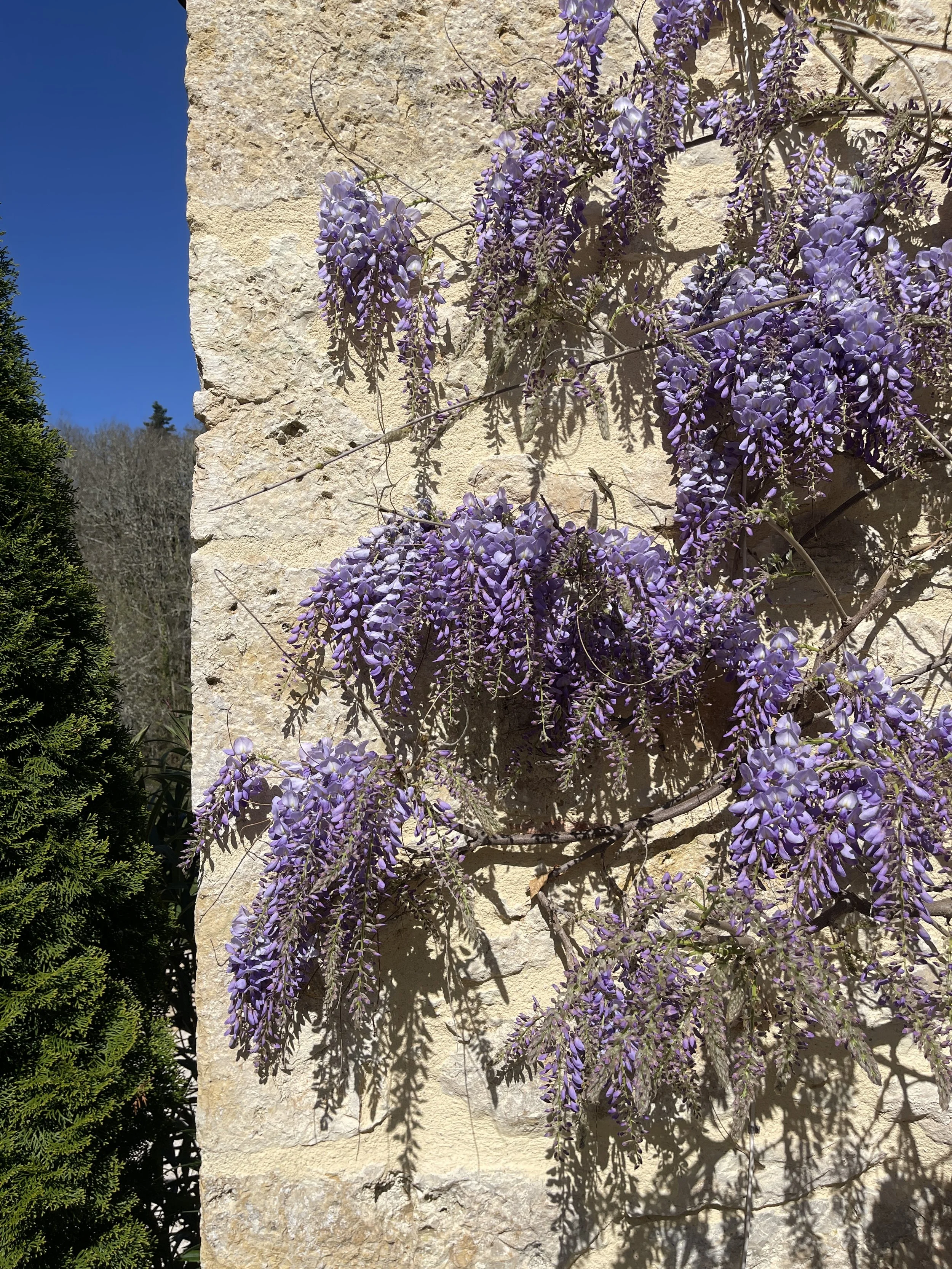 Purple wisteria flowers growing on a stone wall with a clear blue sky in the background.