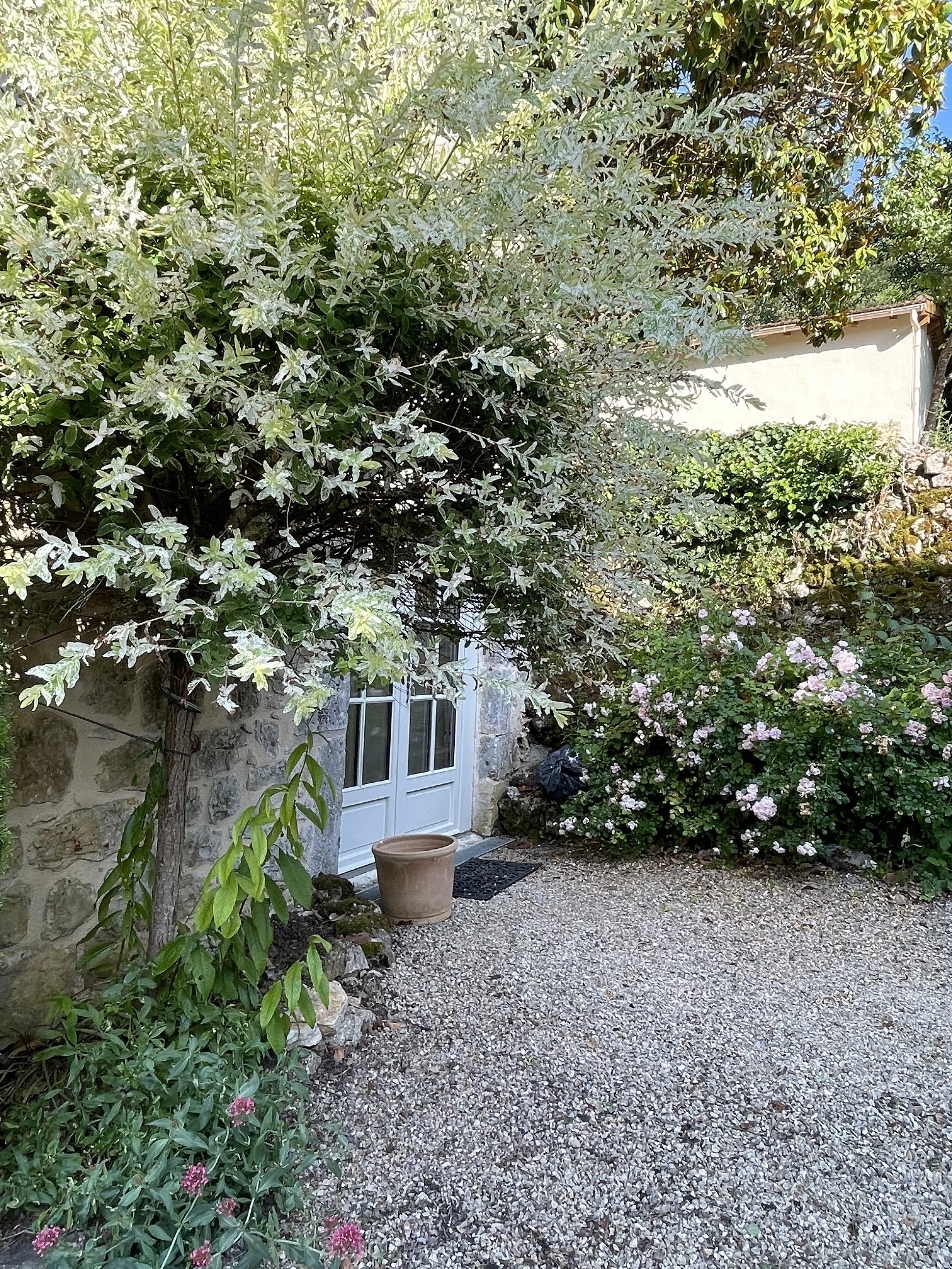 A garden scene with a small pathway, next to a stone building with white door, surrounded by lush greenery, flowering bushes, and a large tree with variegated leaves.