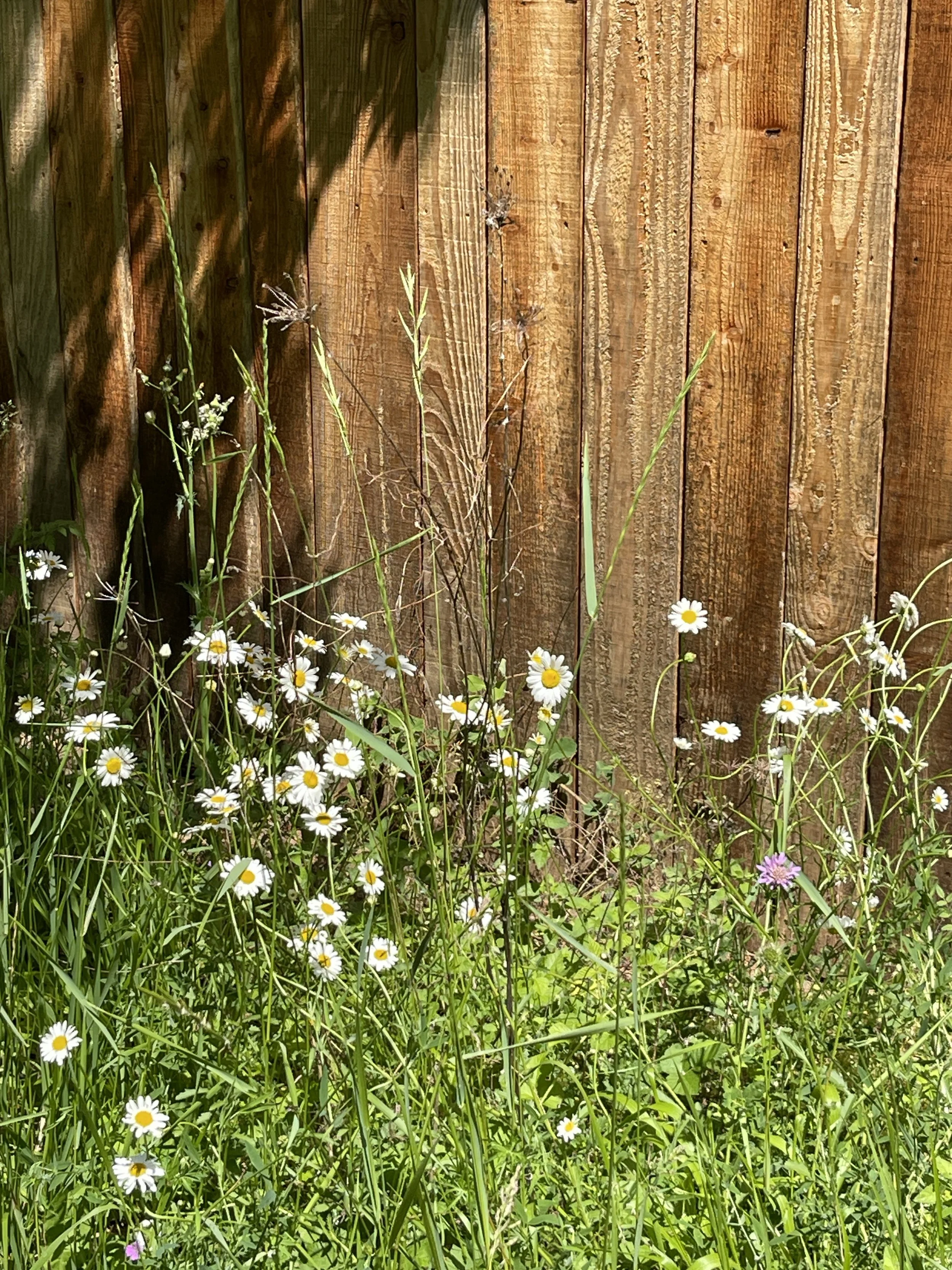Wildflowers, including daisies, growing at the base of a wooden fence with sunlight and shadows.
