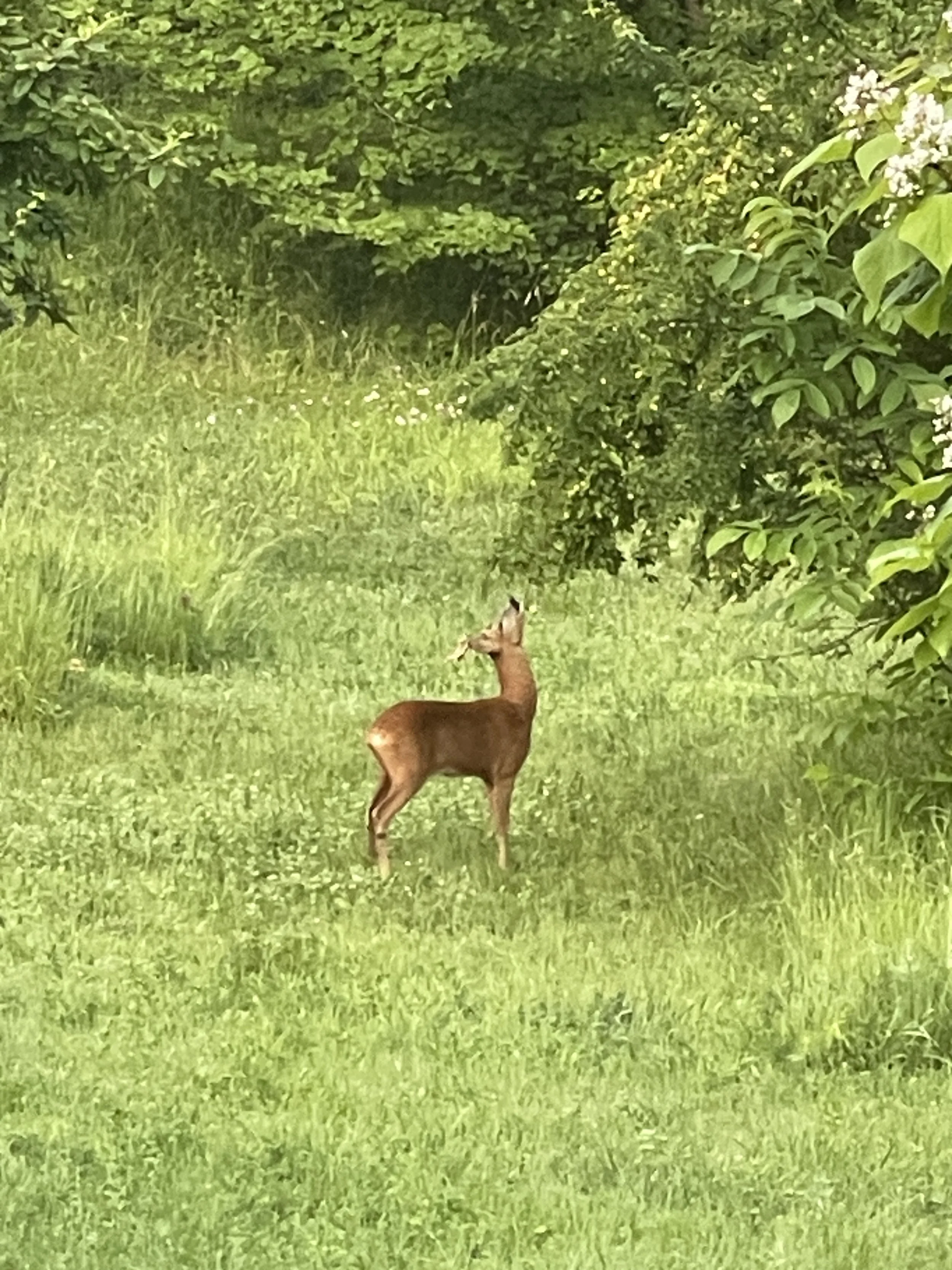 A young deer standing on a grassy path surrounded by dense green foliage and trees.