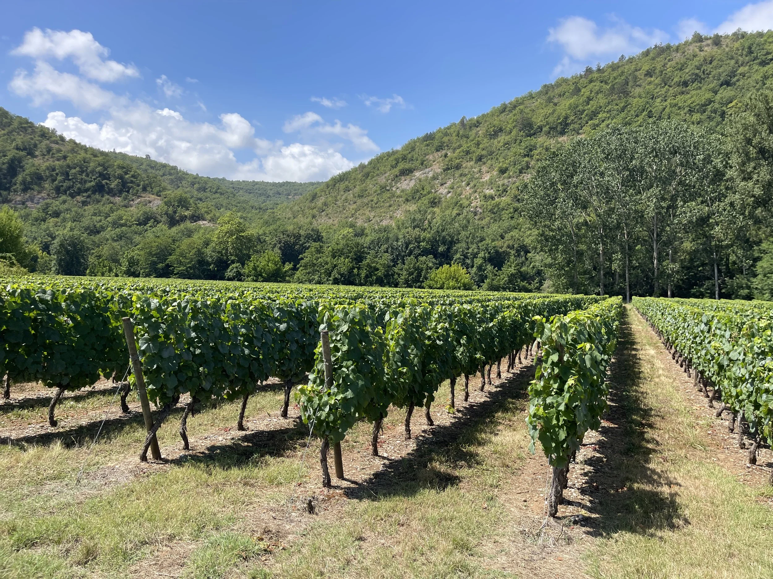 A lush vineyard with grapevines organized in neat rows, set against a backdrop of green hills and a partly cloudy blue sky.