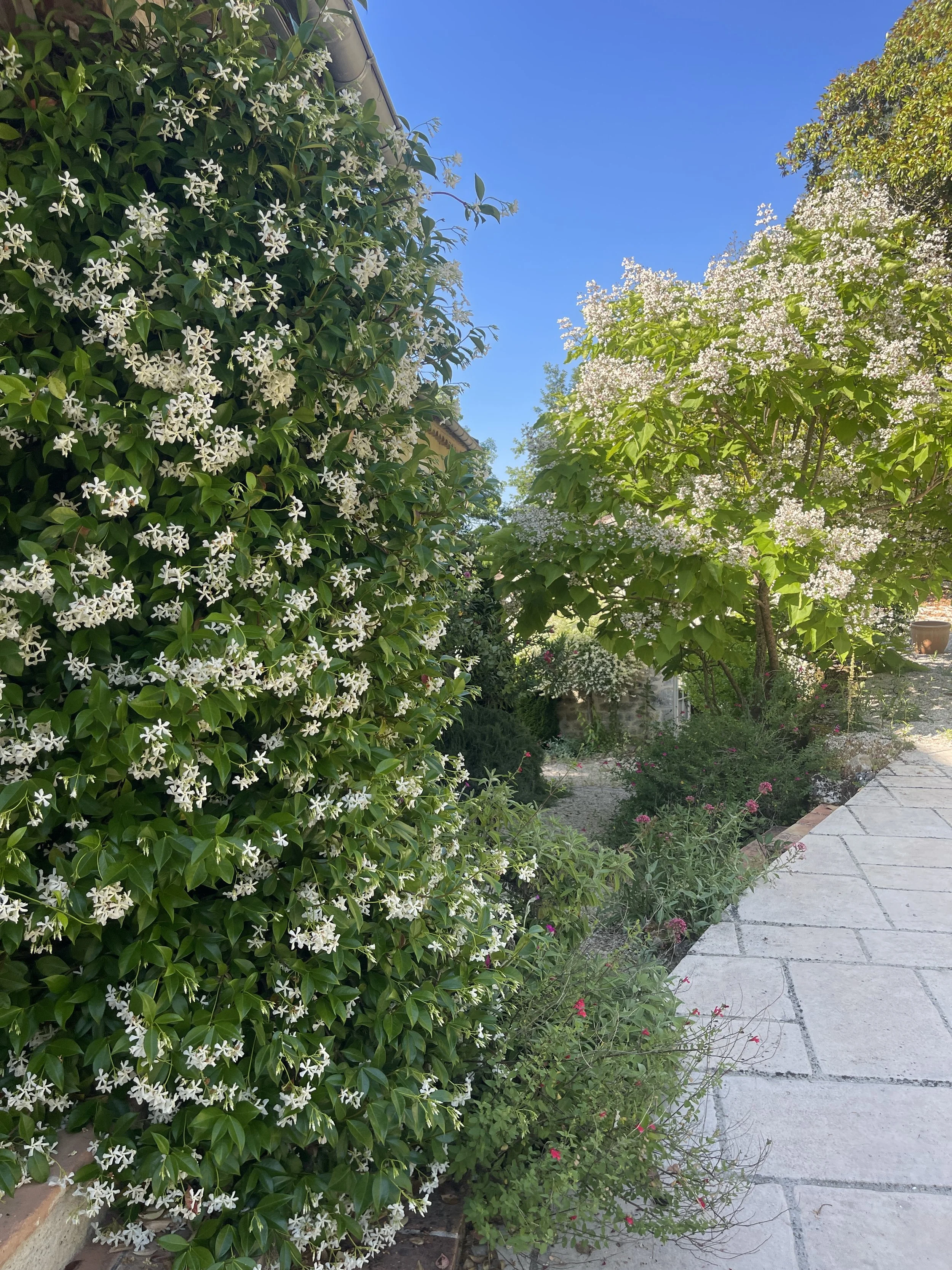 A garden pathway lined with lush green plants and trees, including a large bush with white star-shaped flowers on the left and a flowering tree with white blossoms on the right, under a clear blue sky.