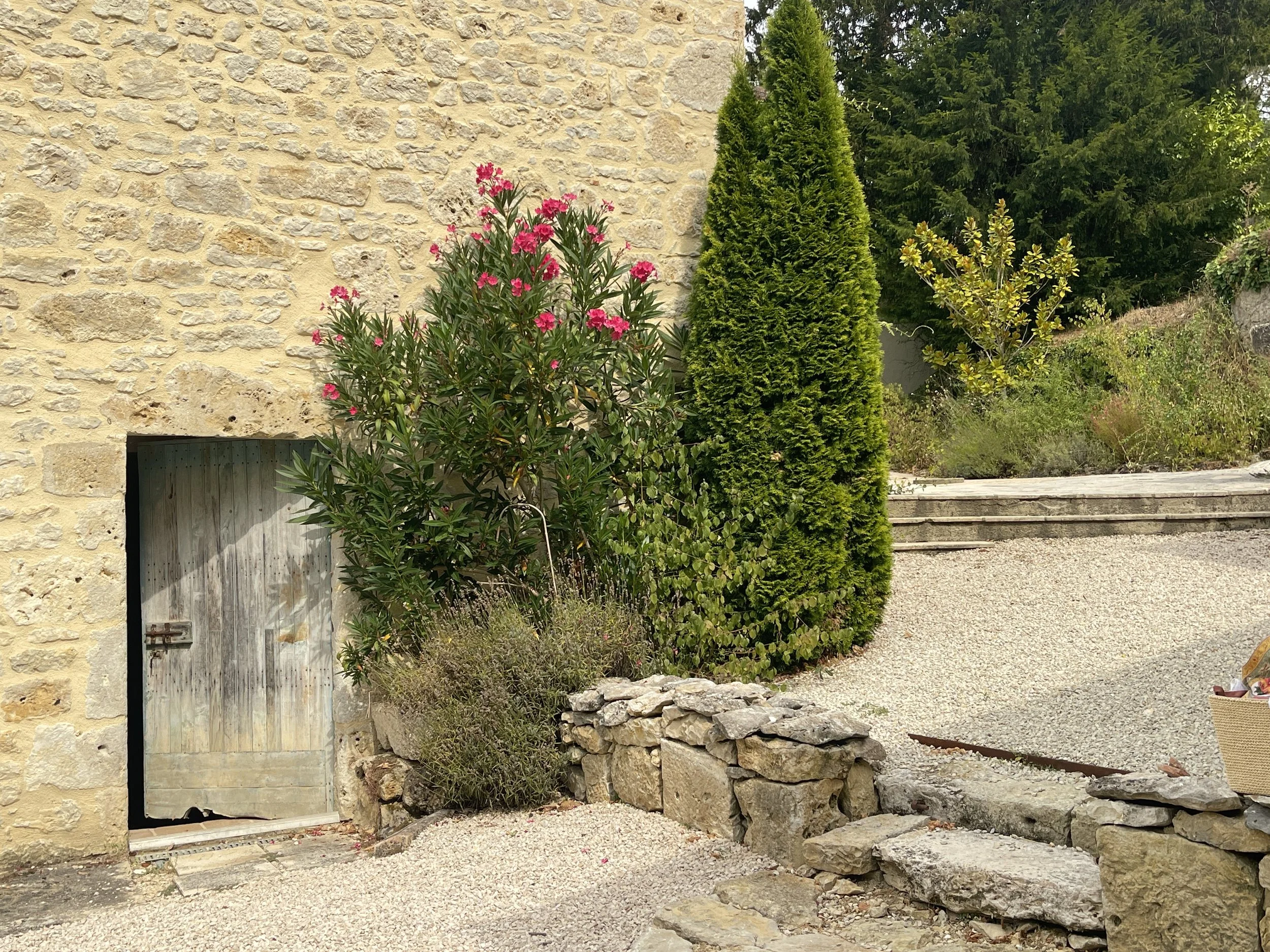 A rustic stone wall with a weathered wooden door, surrounded by tropical plants including a pink flowering shrub, a tall green conical bush, and other greenery on a gravel pathway with stone steps.