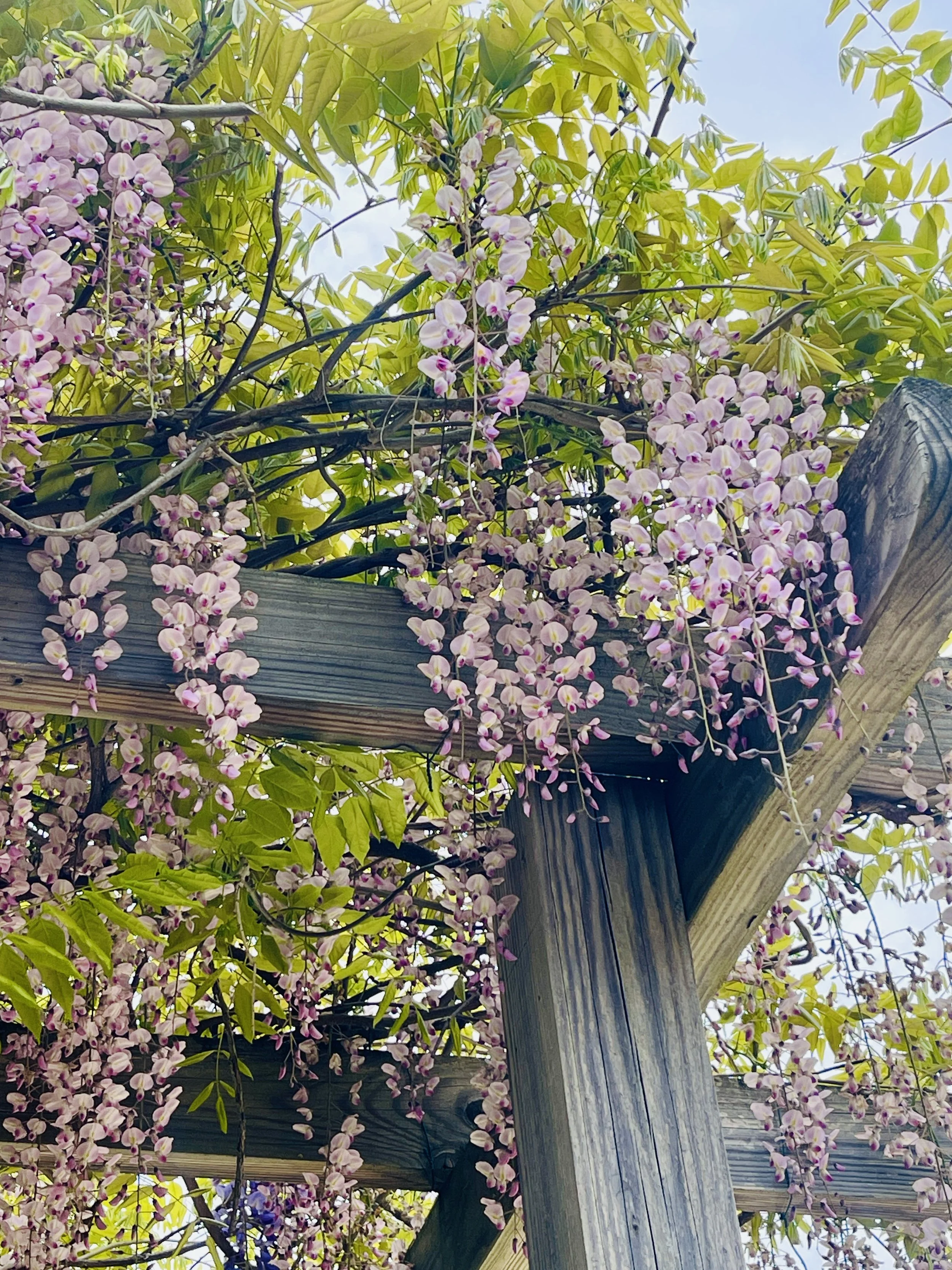 Pink and white flowering vine growing on a wooden pergola with green leaves and blue sky in the background.