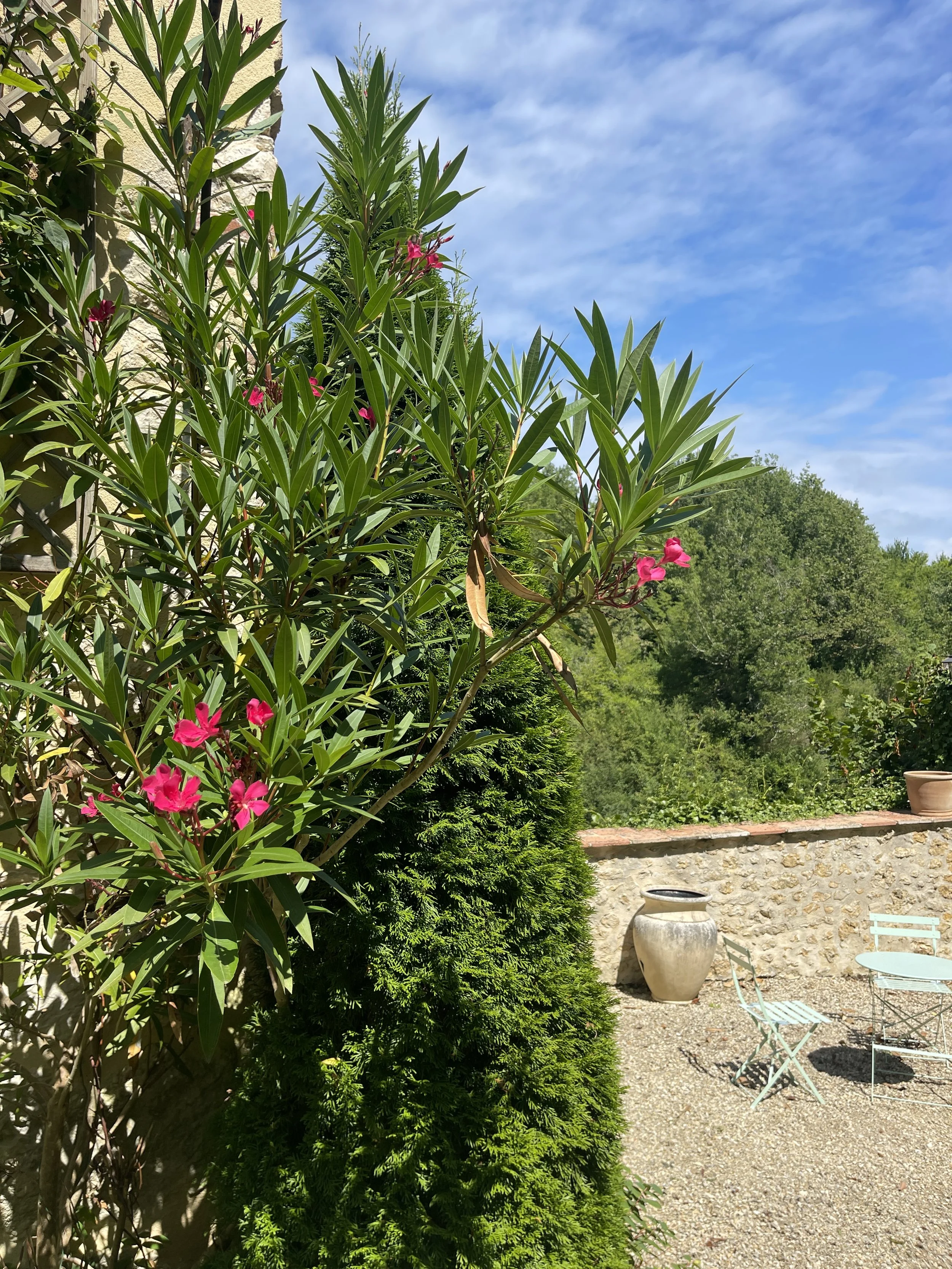 A sunny outdoor garden scene with tall green plants, pink flowers, a stone wall, a large ceramic pot, a small table, and chairs, with a background of trees and a blue sky with clouds.