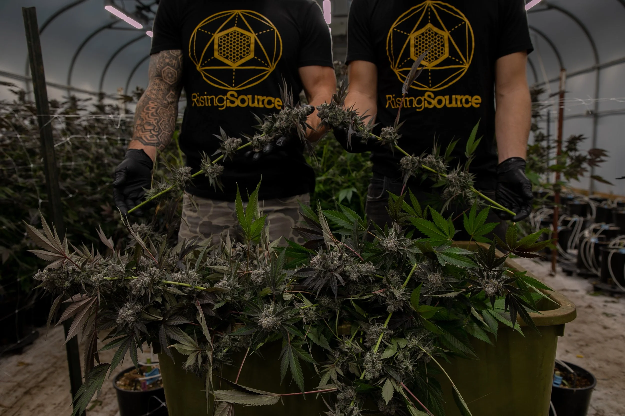 Two people in a greenhouse harvesting cannabis plants, wearing black shirts with a geometric logo and the text "RisingSource," and gloves, surrounded by cannabis plants.