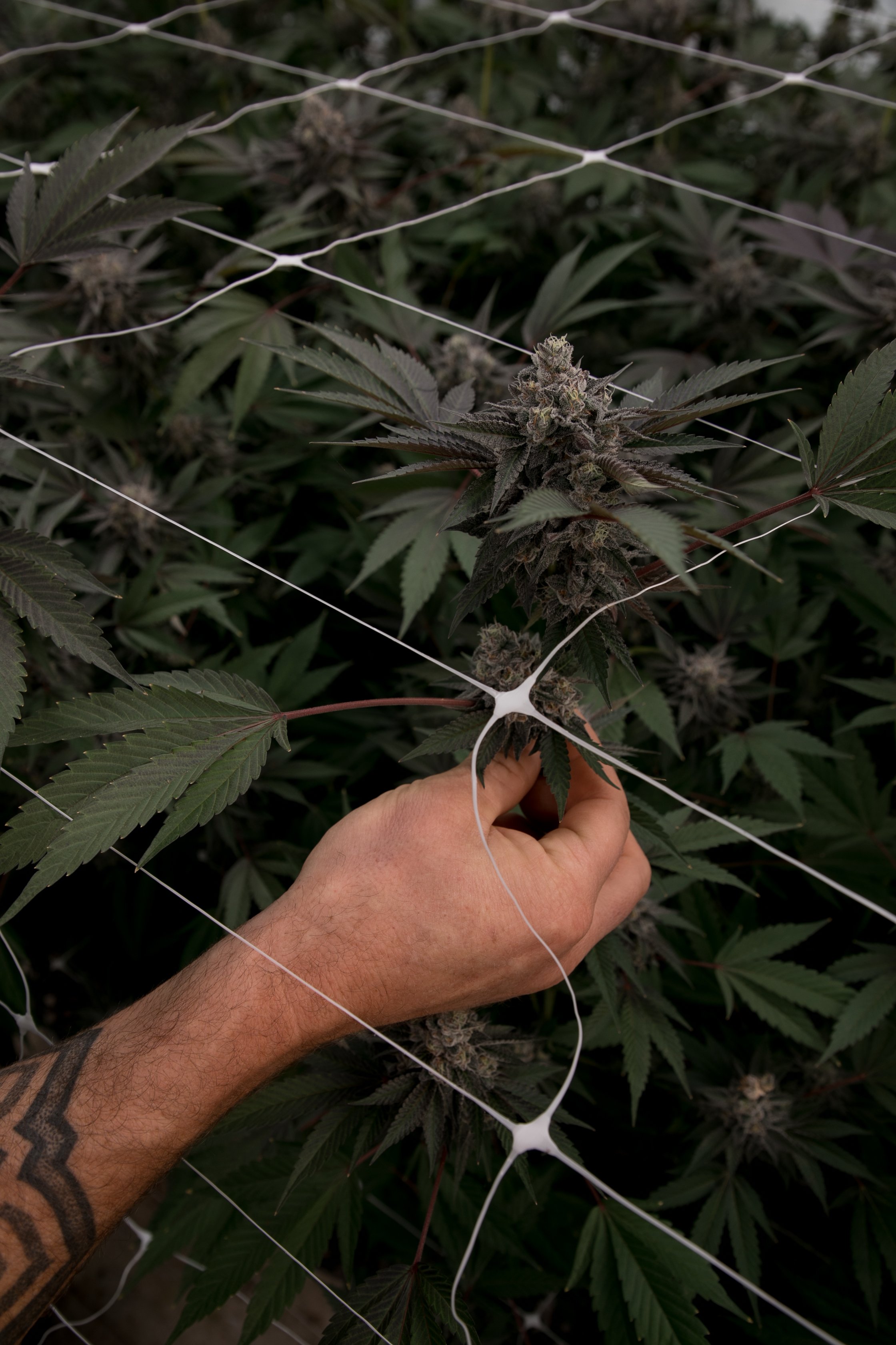 A person's hand holding a cannabis plant inside a grow tent with a white netting to support the plant.