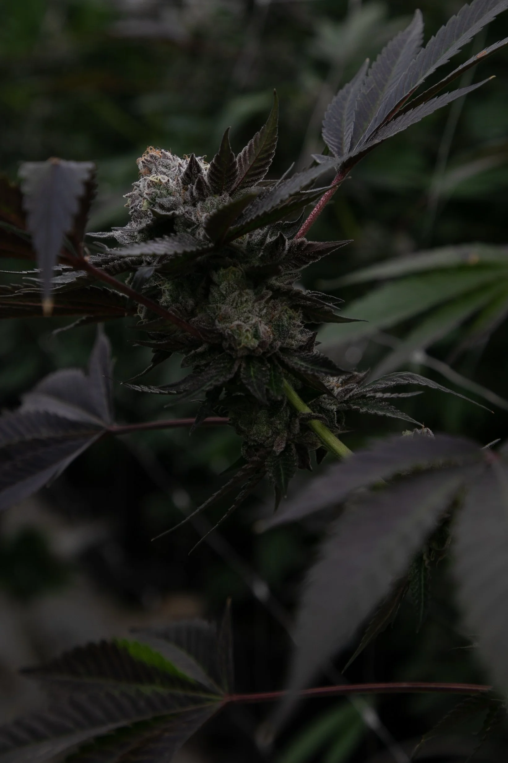 A close-up of a cannabis plant with dark purple leaves and flowering buds, coated in trichomes.