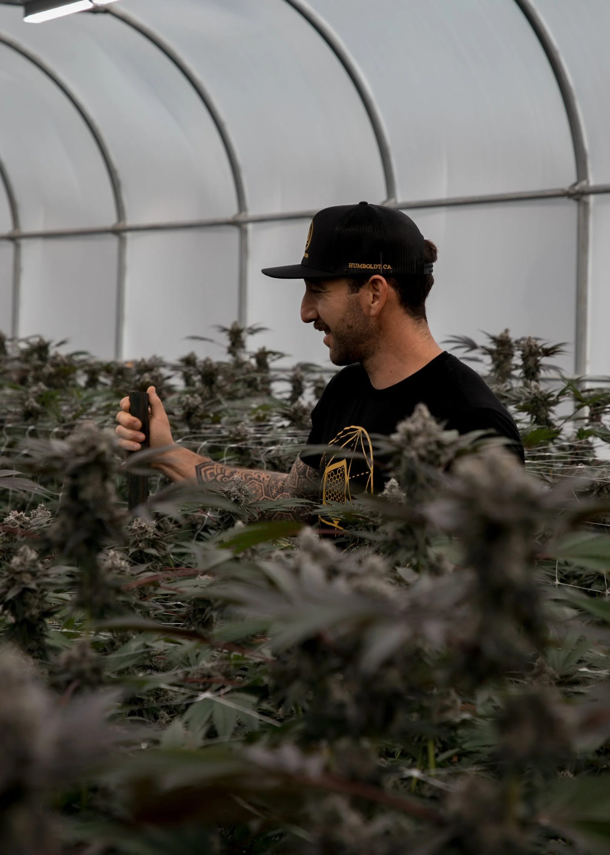 A man with tattoos and a black cap smiling as he works inside a greenhouse surrounded by cannabis plants.