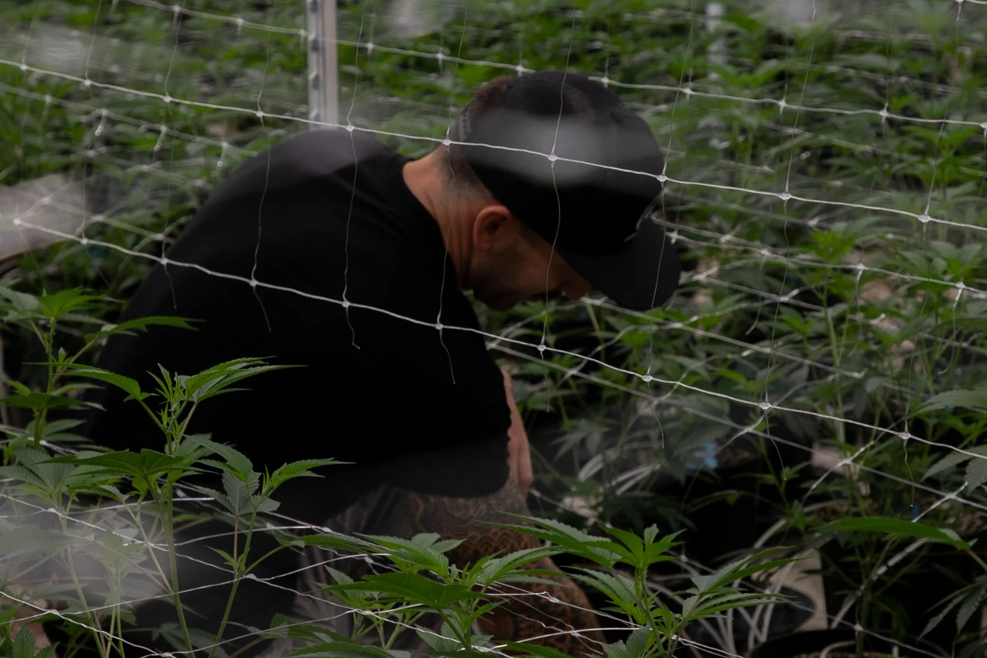 A person wearing a black cap and black clothes, crouched among green plants, inside a greenhouse with netting.