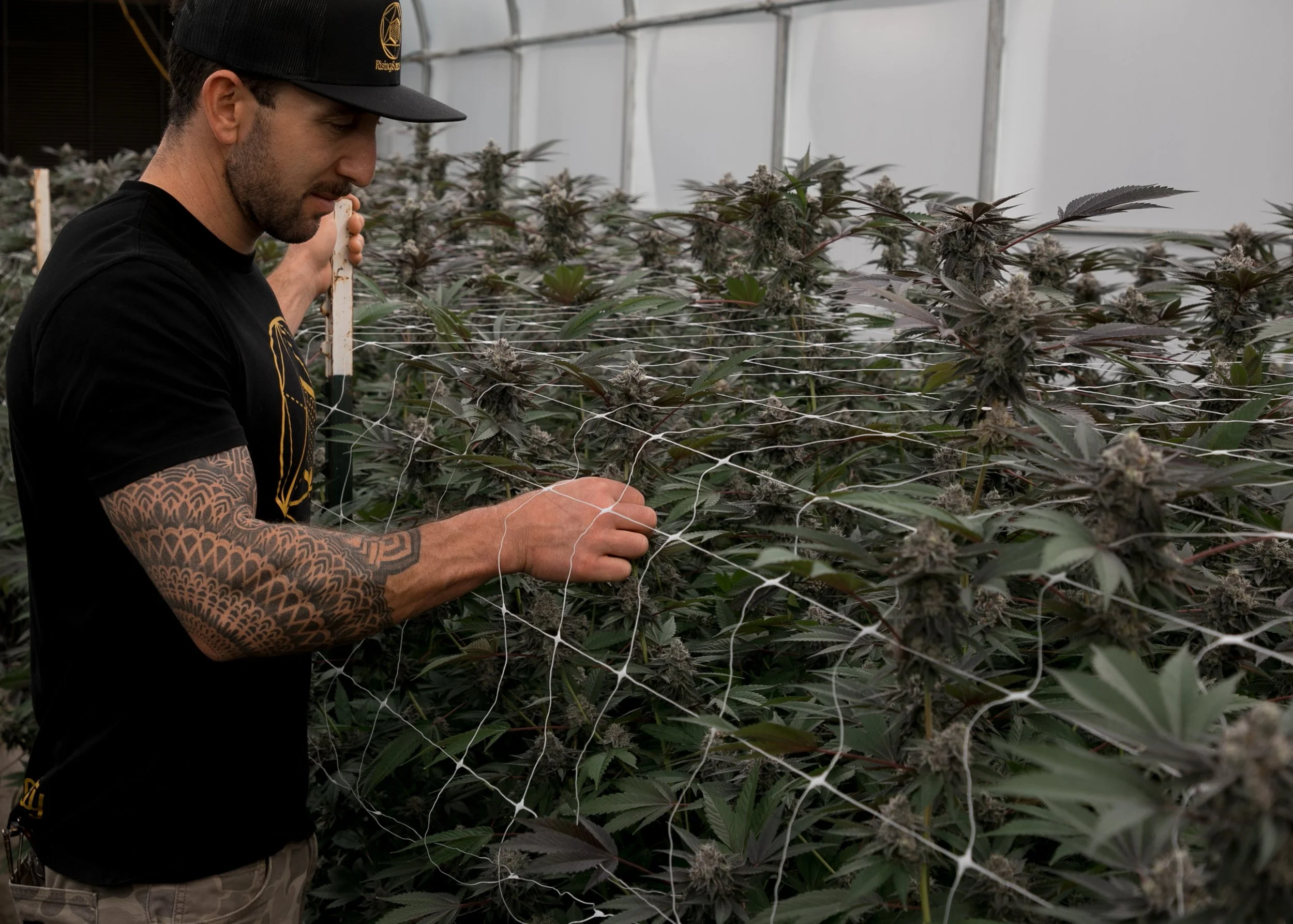 A man with tattoos on his arm tending cannabis plants inside a grow tent or greenhouse.