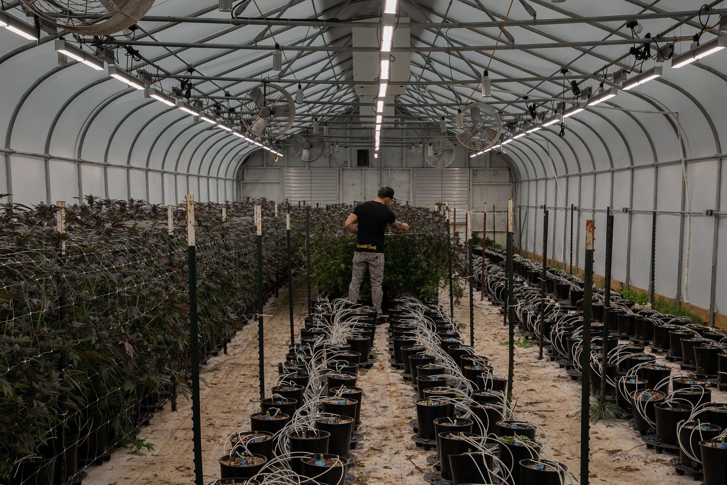 A person tending to cannabis plants inside a greenhouse with grow lights and fans.