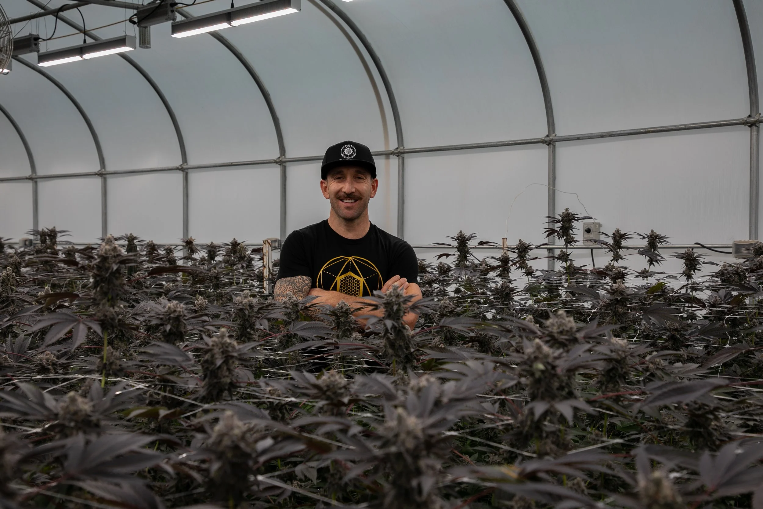 A smiling man with tattoos on his arm, wearing a black cap and T-shirt, standing in a greenhouse surrounded by cannabis plants.