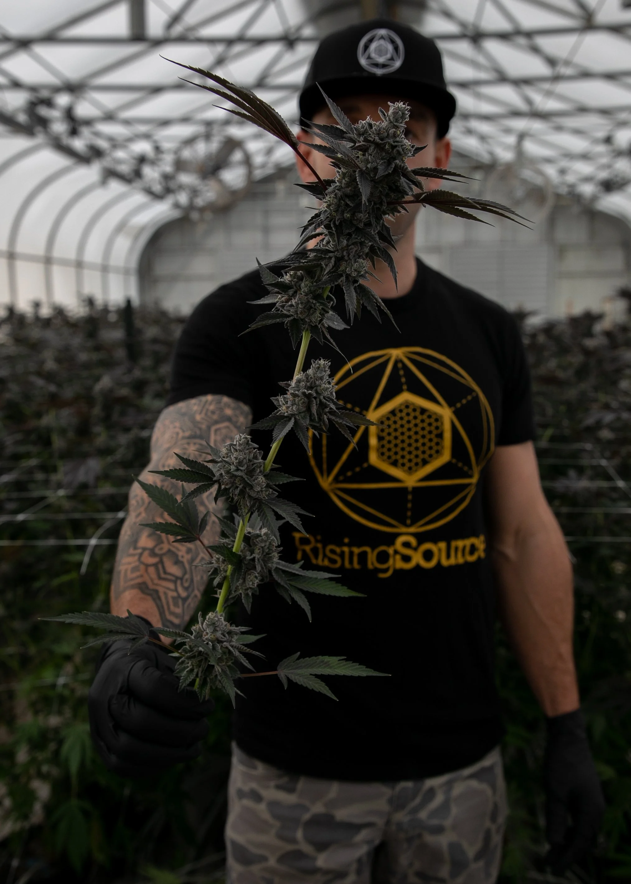 A person in a black RisingSource t-shirt, black gloves, and camouflage pants inside a greenhouse, holding a large cannabis plant with developed buds.