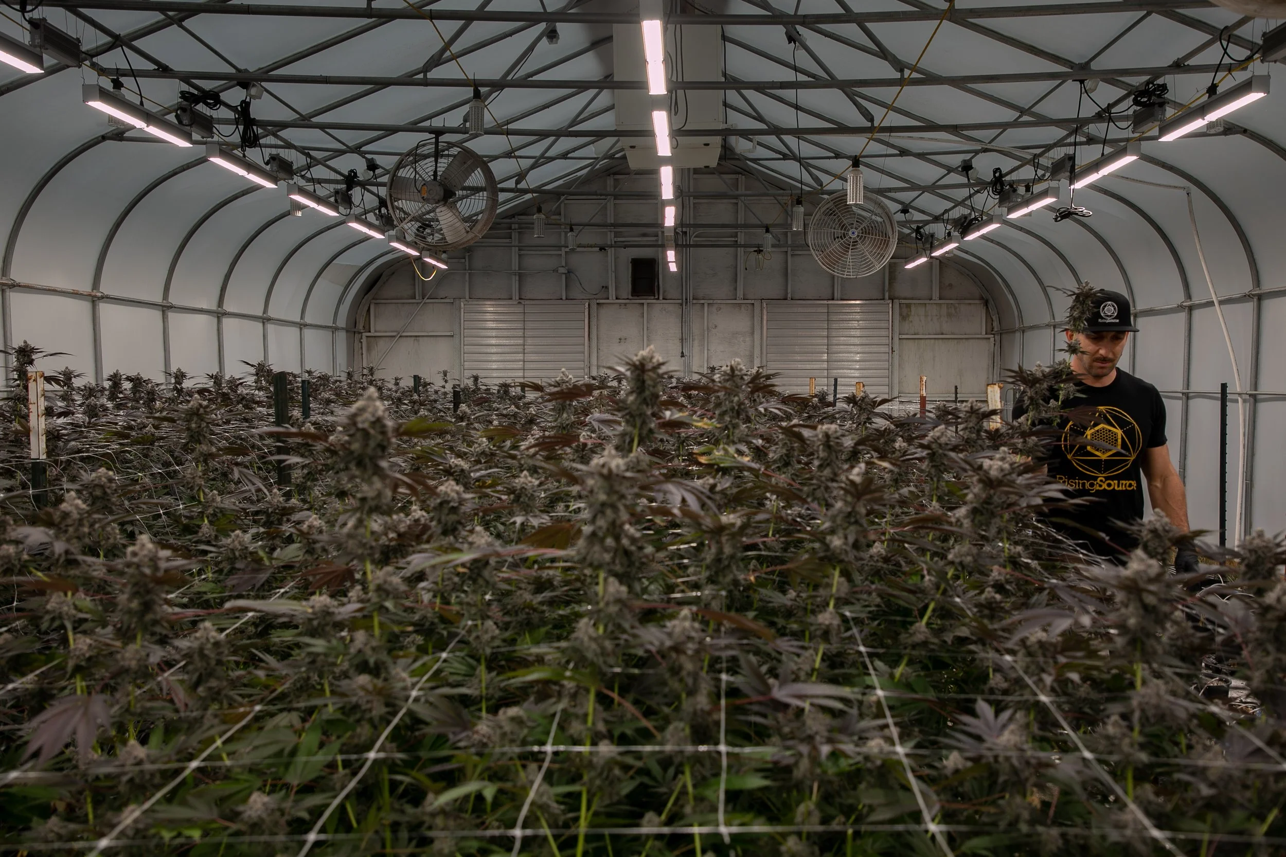 A man tending to rows of cannabis plants inside a greenhouse with metal framing, LED grow lights, and large wall fans.