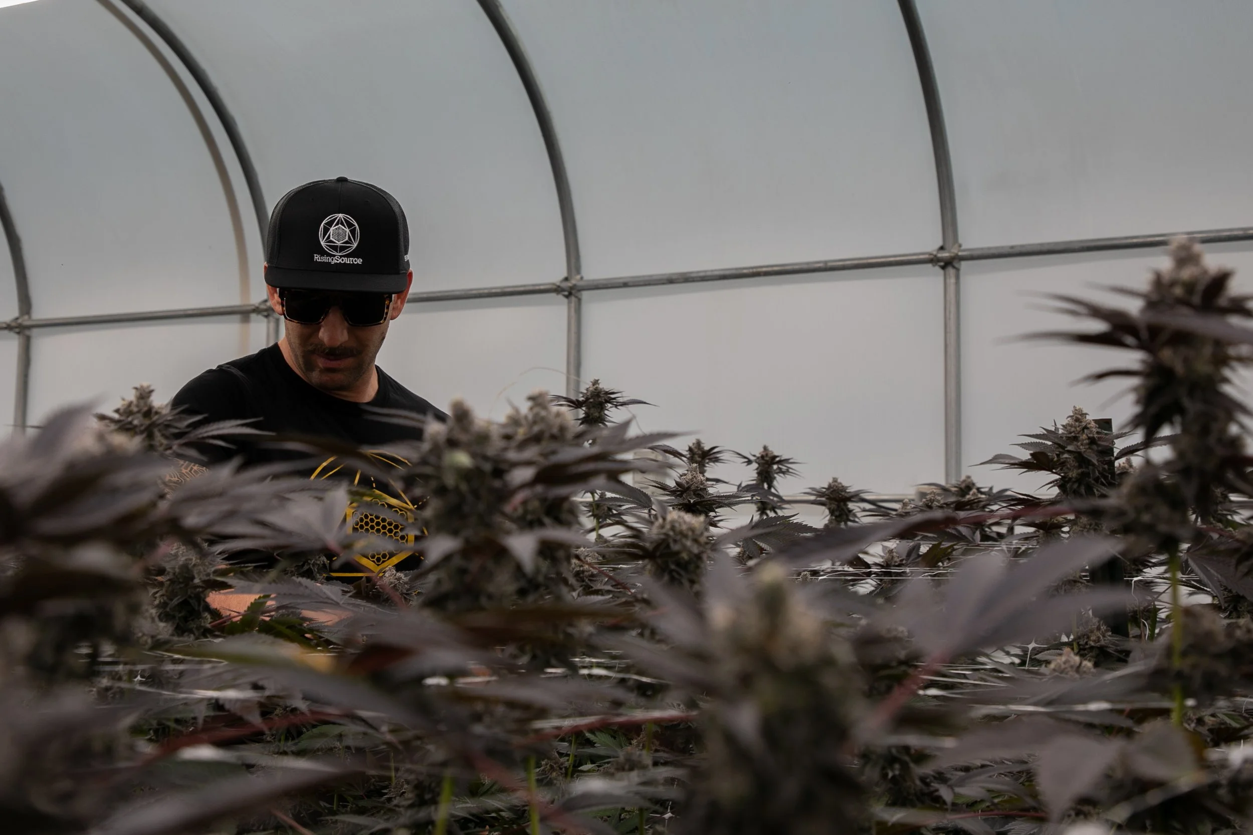 A man wearing a black baseball cap, sunglasses, and a black shirt inside a greenhouse surrounded by dark purple cannabis plants.