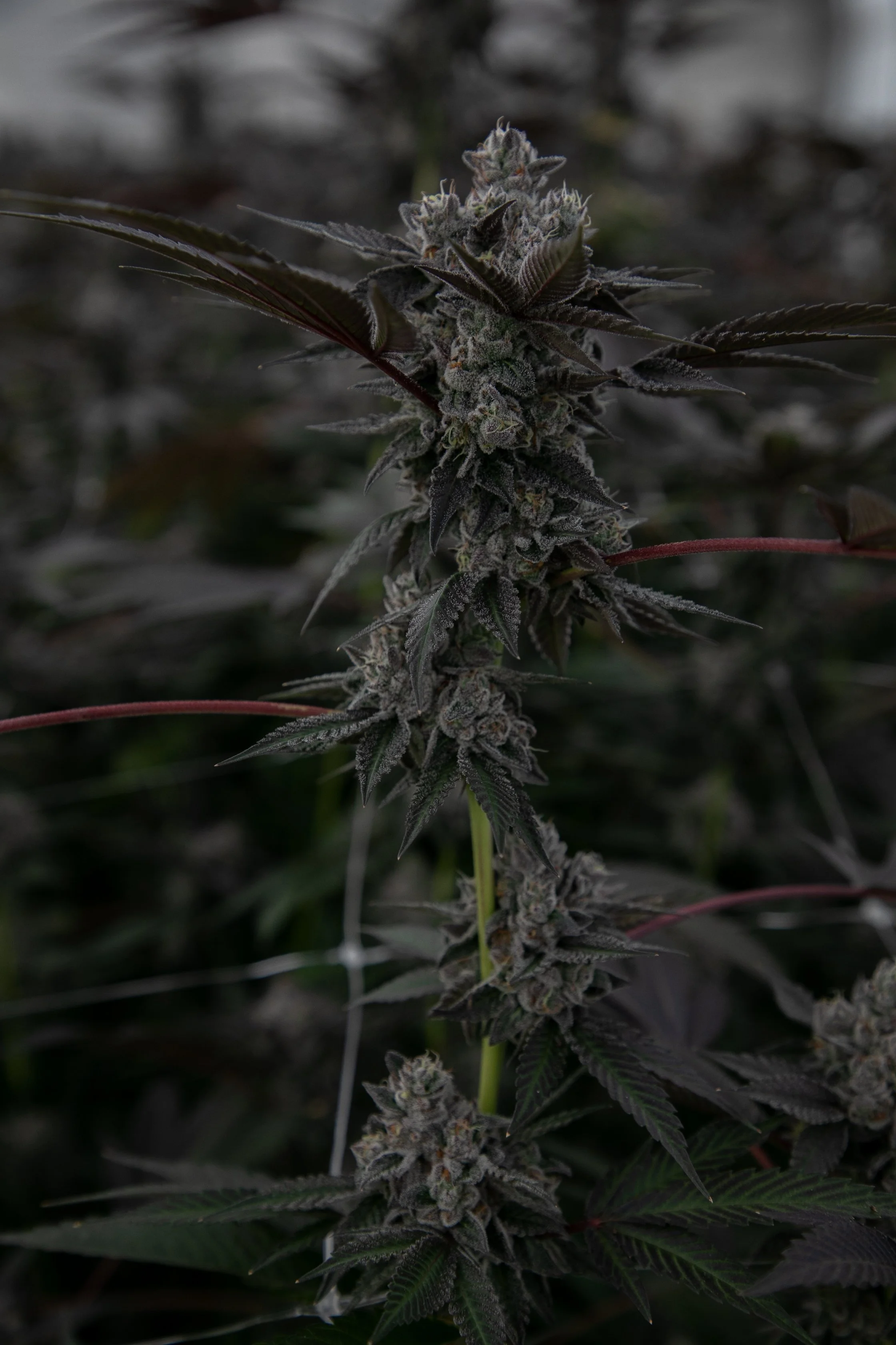 Close-up of a dark purple cannabis plant with dense buds and spiky leaves.