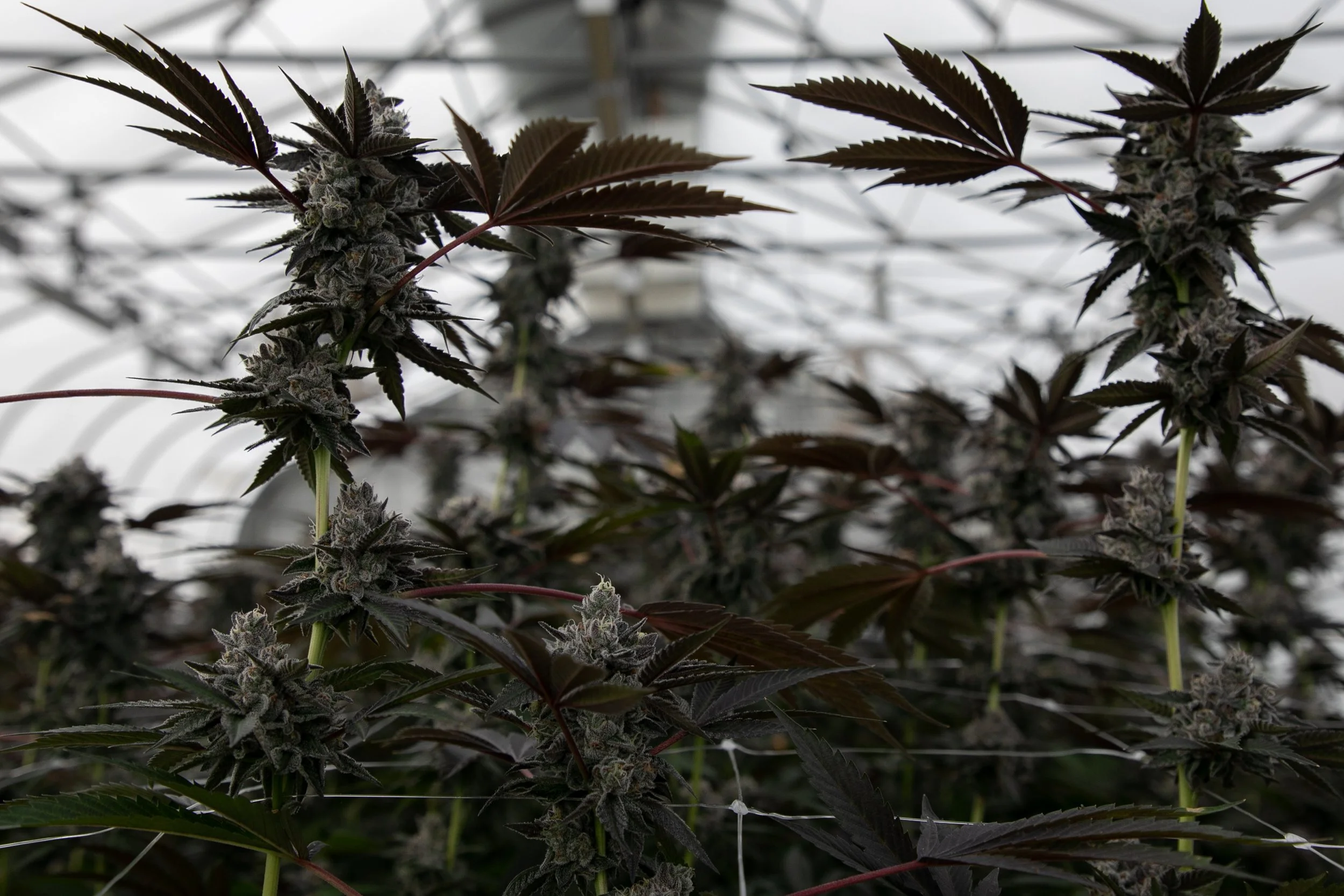 Close-up of flowering marijuana plants with dark green and purple leaves inside a greenhouse.