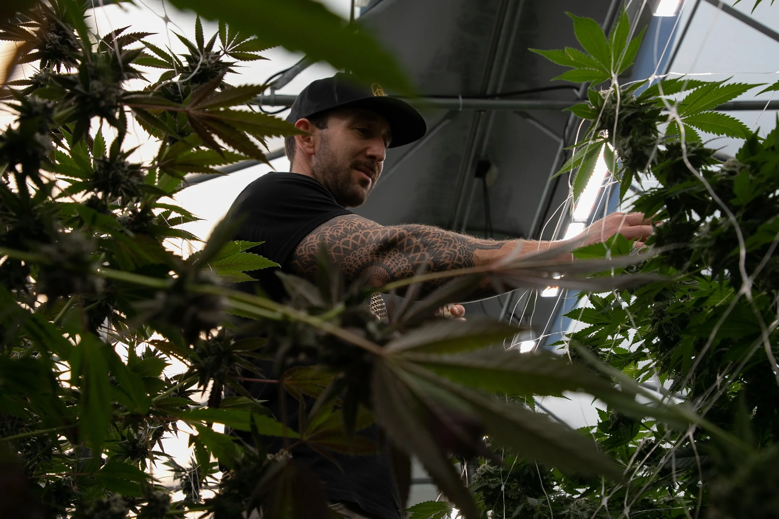 A man tending to cannabis plants in a growth facility.
