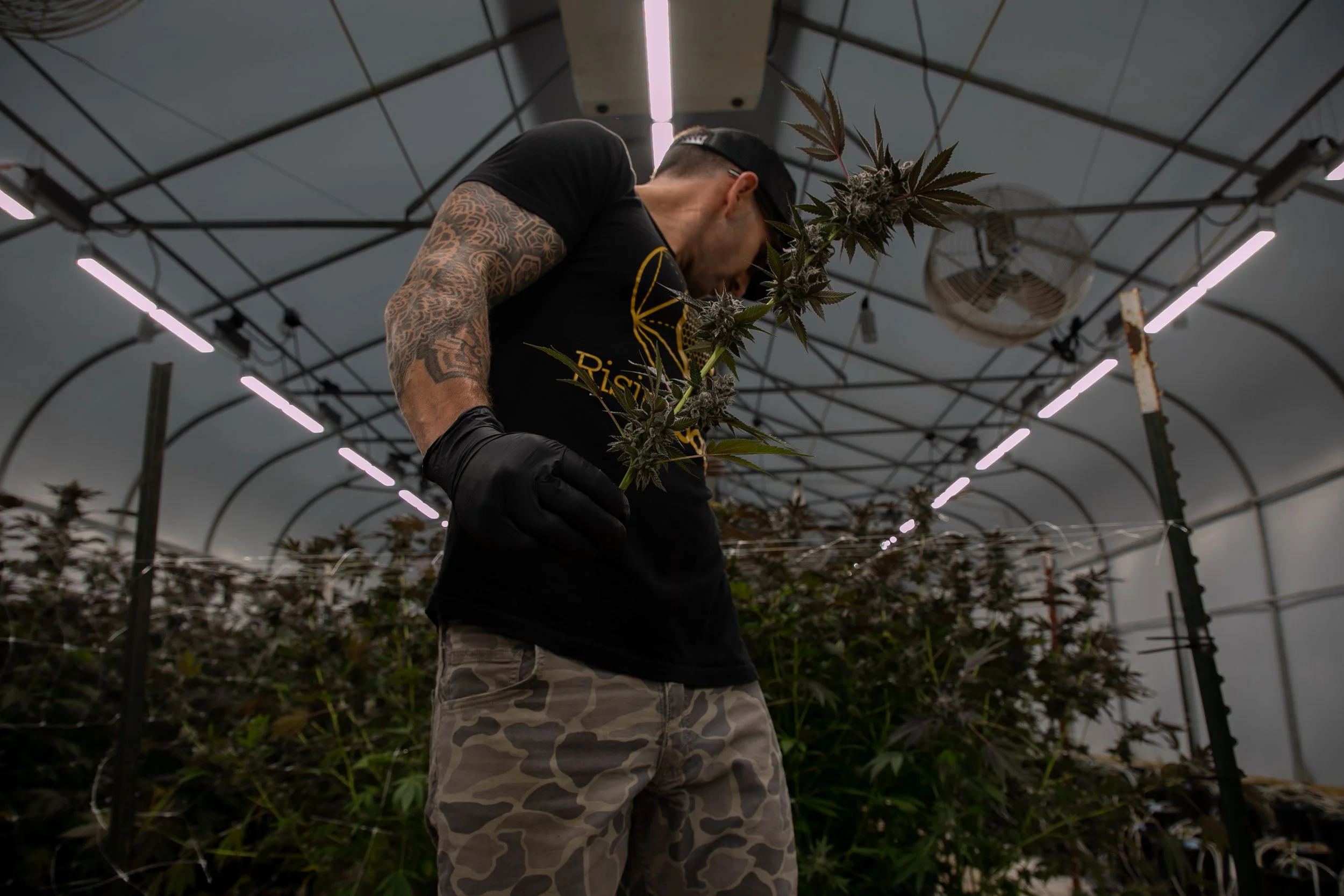A man with tattoos on his arm wearing a black cap, gloves, and a black t-shirt with yellow writing, inspecting a cannabis plant inside a grow tent with LED lights.