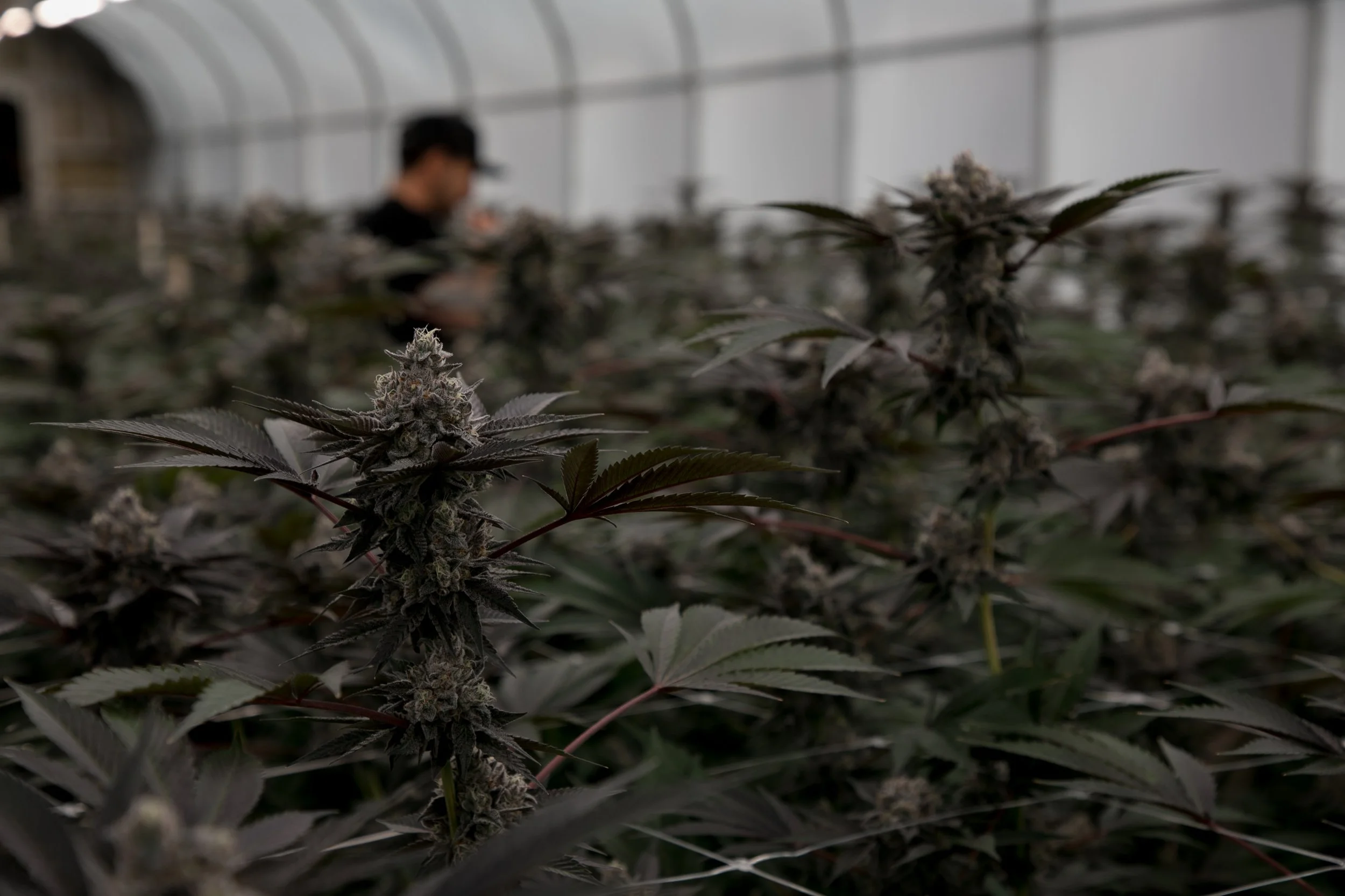 Inside a greenhouse with cannabis plants and a person in the background inspecting the plants.