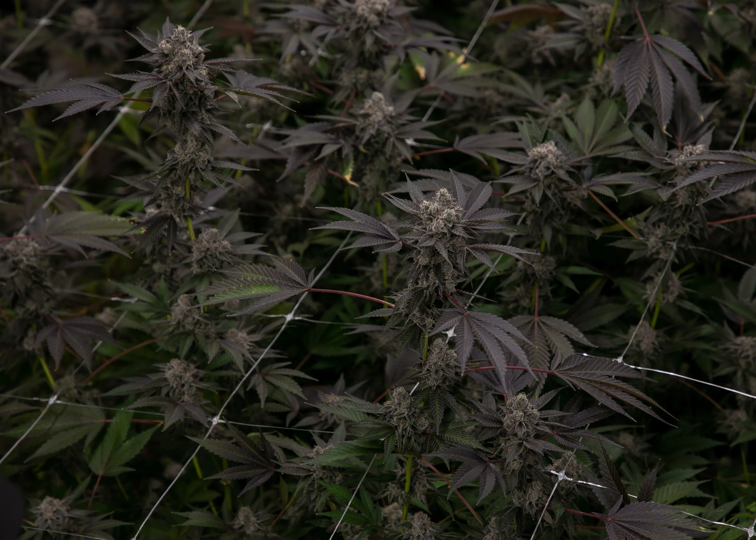 Close-up of cannabis plants with dark purple leaves and flowering buds in a grow room.