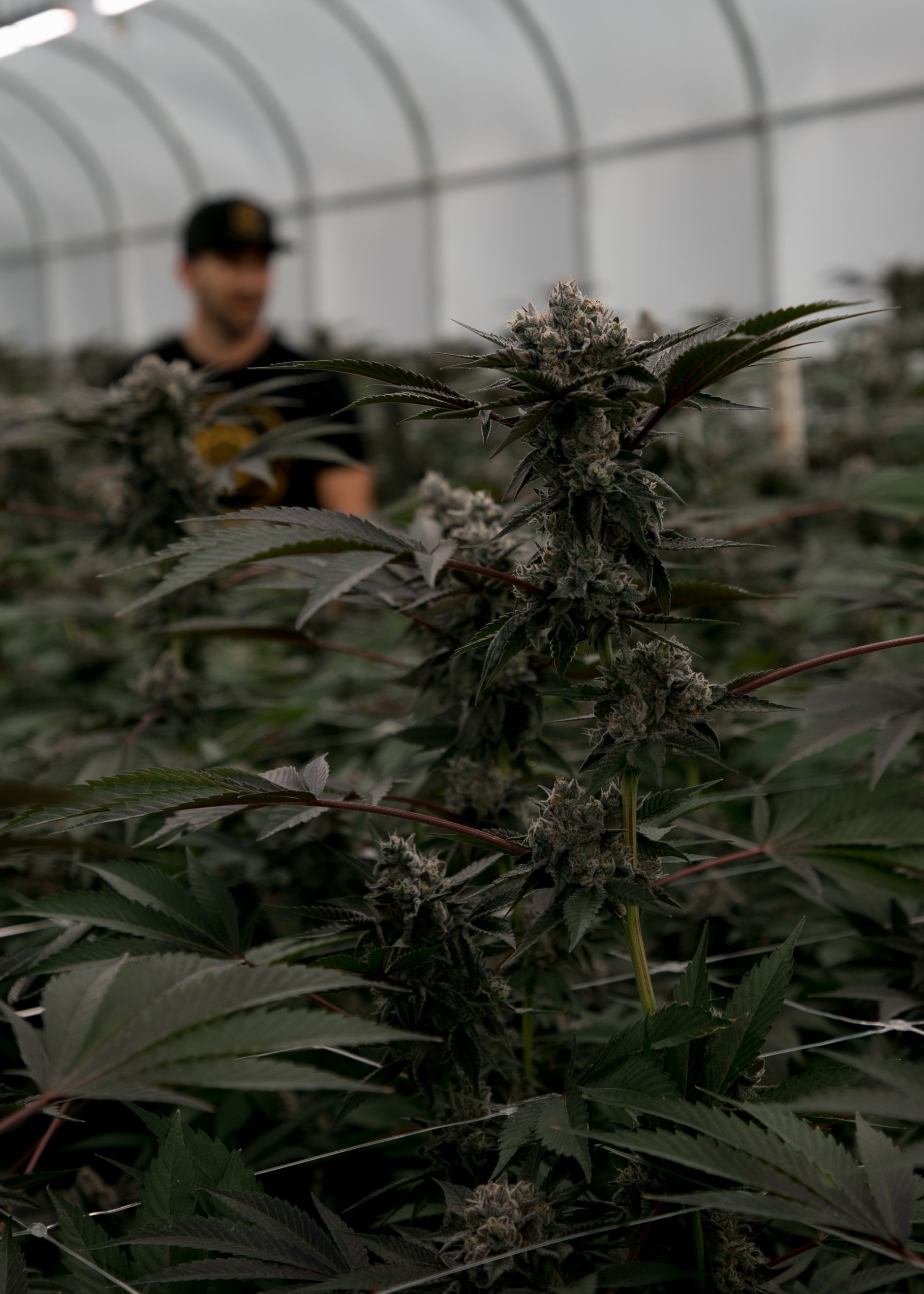 Indoor cannabis grow operation with flowering cannabis plants and a person inspecting the plants in the background.