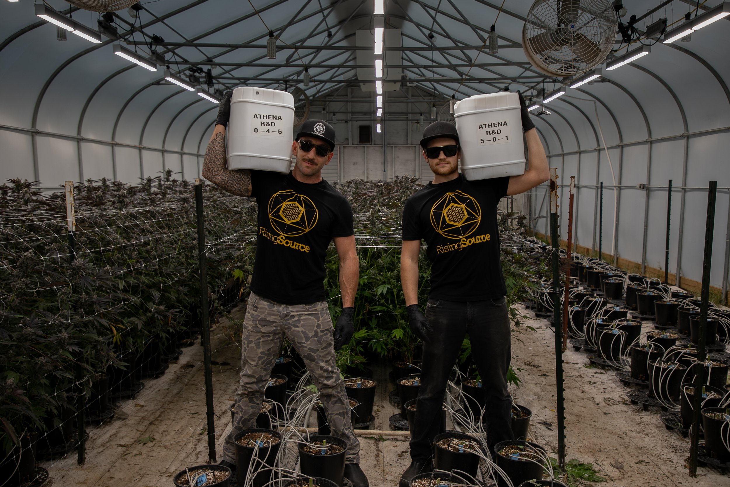 Two men standing inside a greenhouse holding large white containers on their shoulders, surrounded by rows of potted cannabis plants.